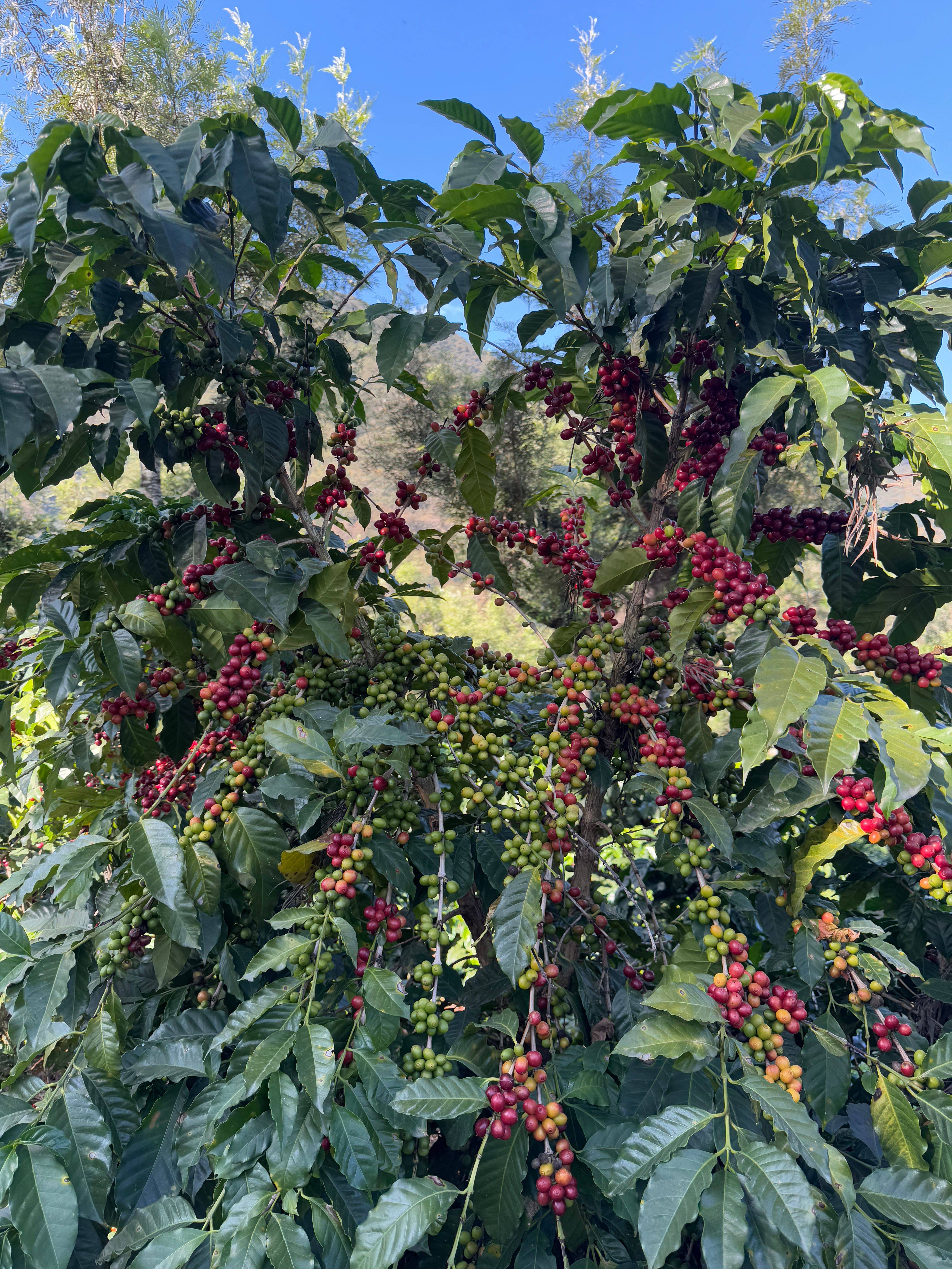 Cafeto Arábica cultivado bajo sombra con cerezas rojas y verdes en Finca San Agustín, Antigua Guatemala.