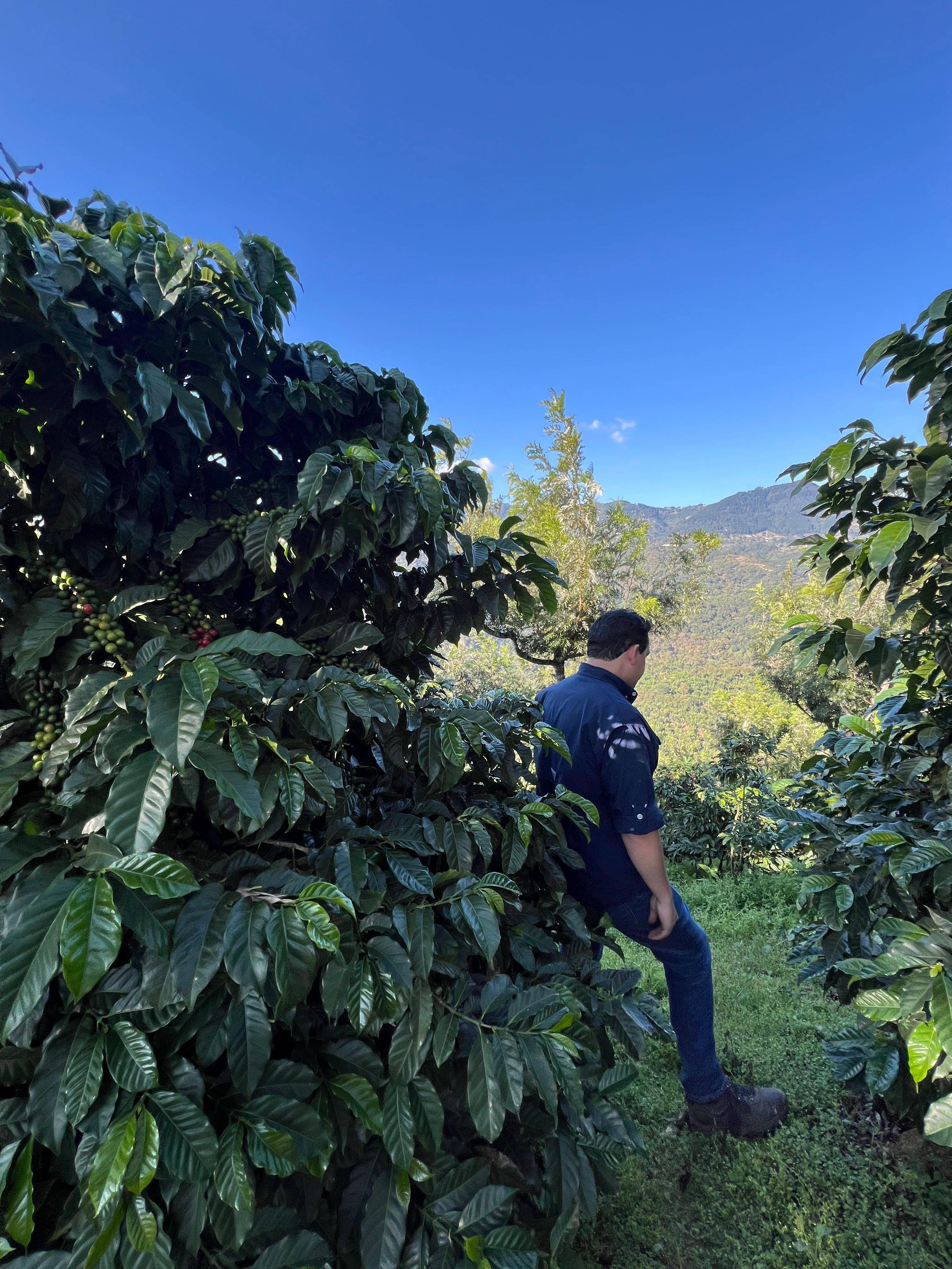 Representante de la finca caminando entre cafetos cultivados bajo sombra en el paisaje volcánico de Antigua Guatemala.