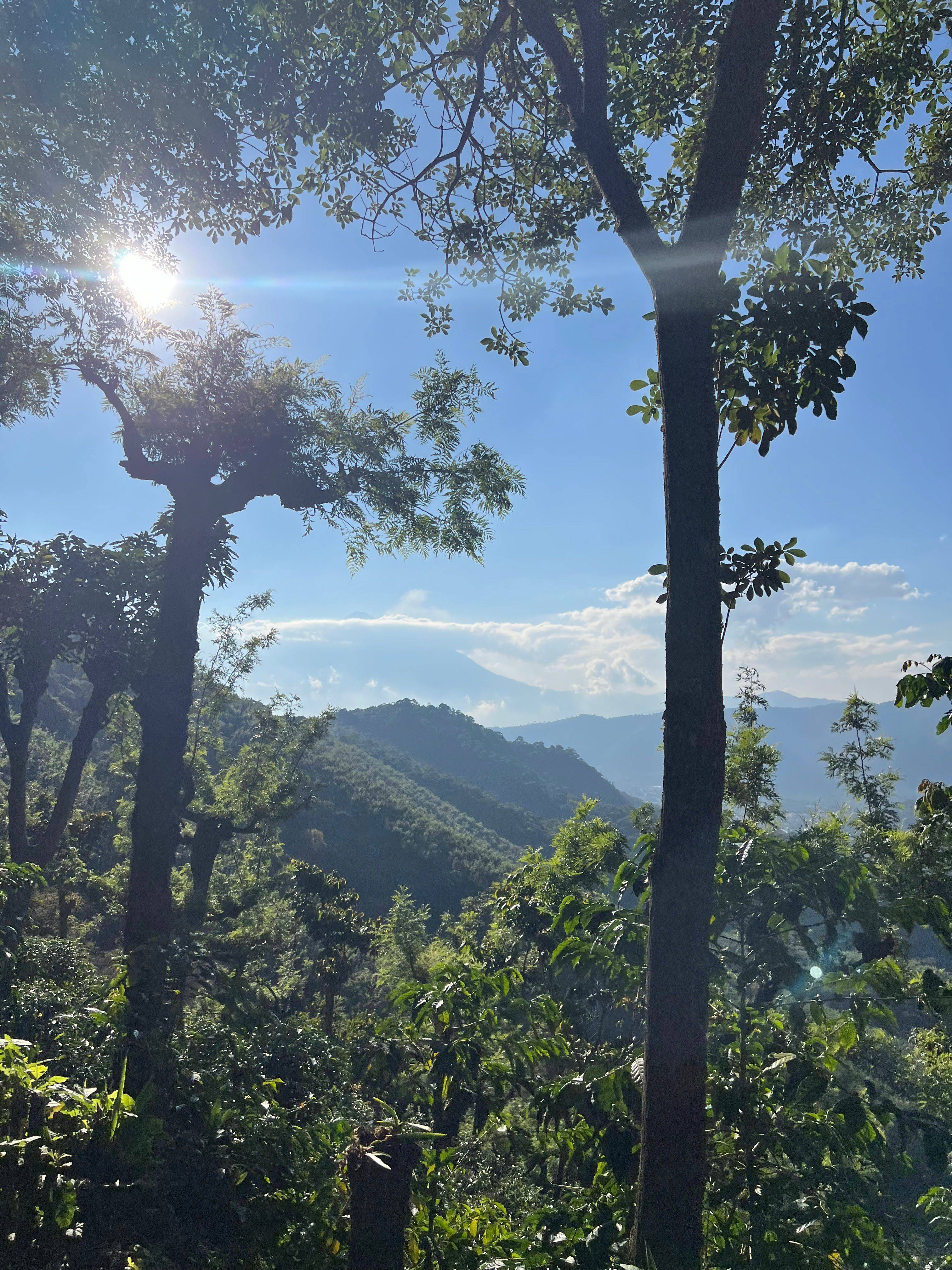 Vista montañosa desde Finca San Agustín, rodeada de árboles de sombra y cafetos en Antigua Guatemala.