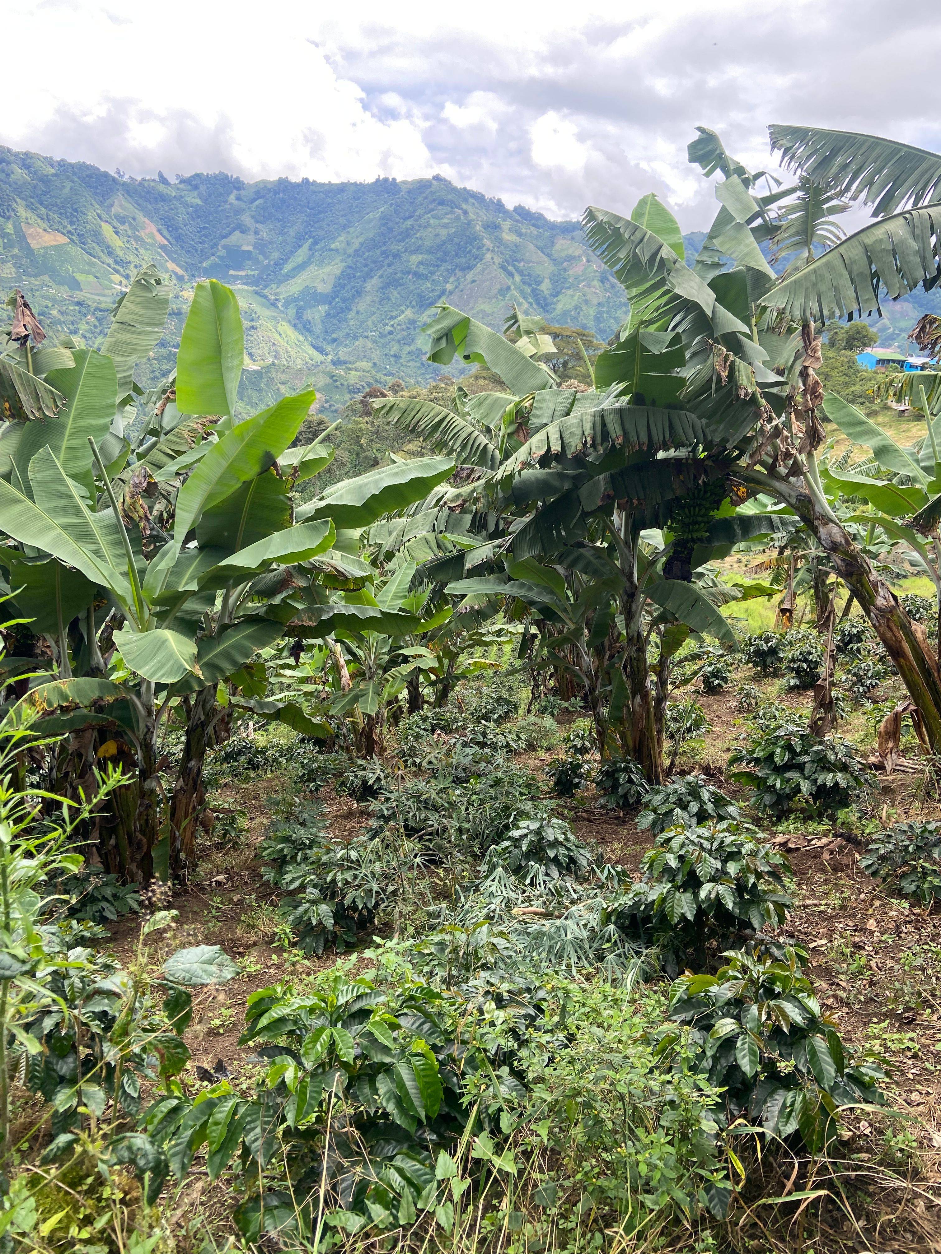 Coffee plants growing among banana trees in a shaded agroforestry system at Finca El Brasil / VALSA Coffee.