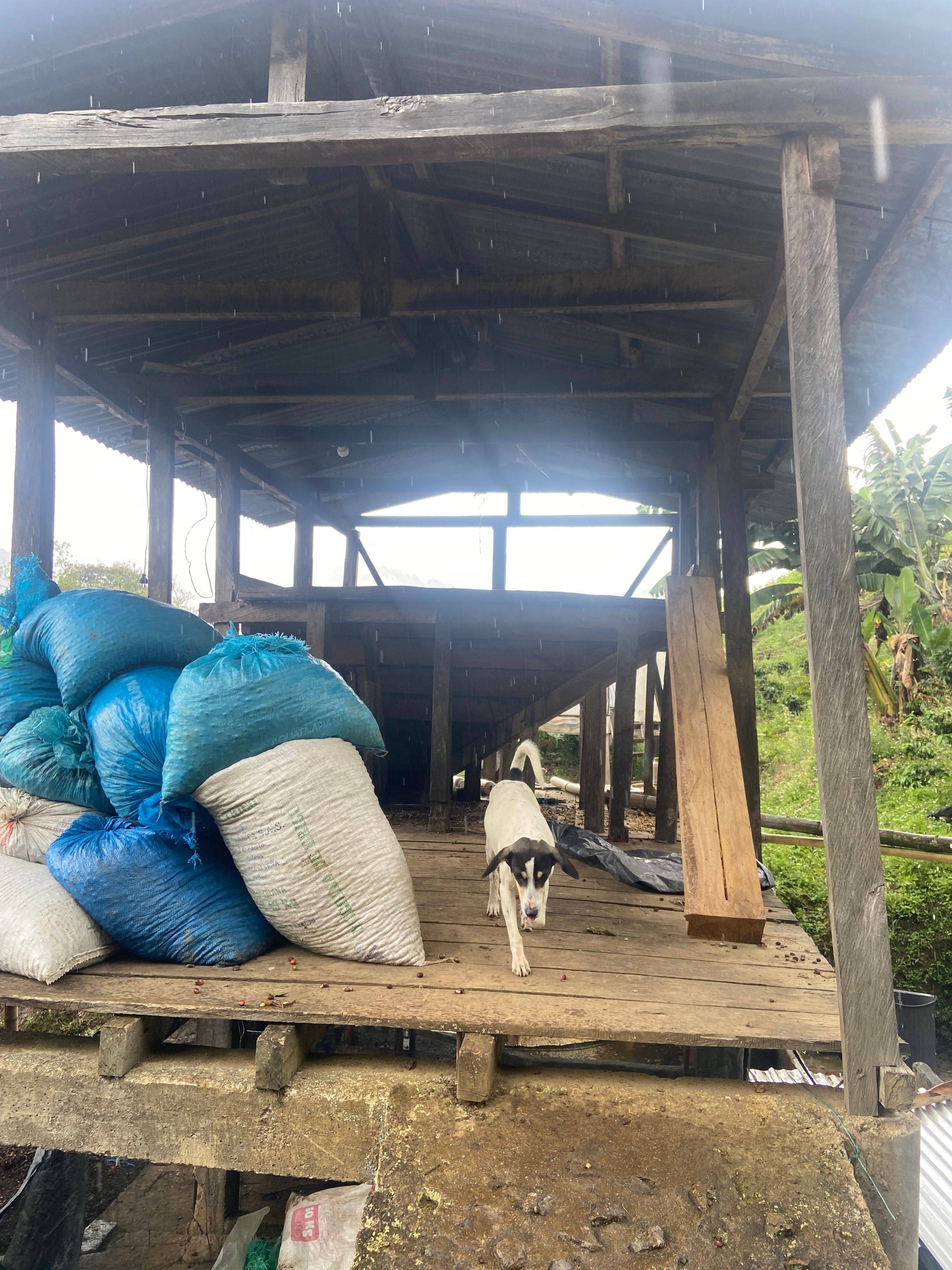 Coffee sacks and a dog beside the processing area at Finca El Brasil / VALSA Coffee.