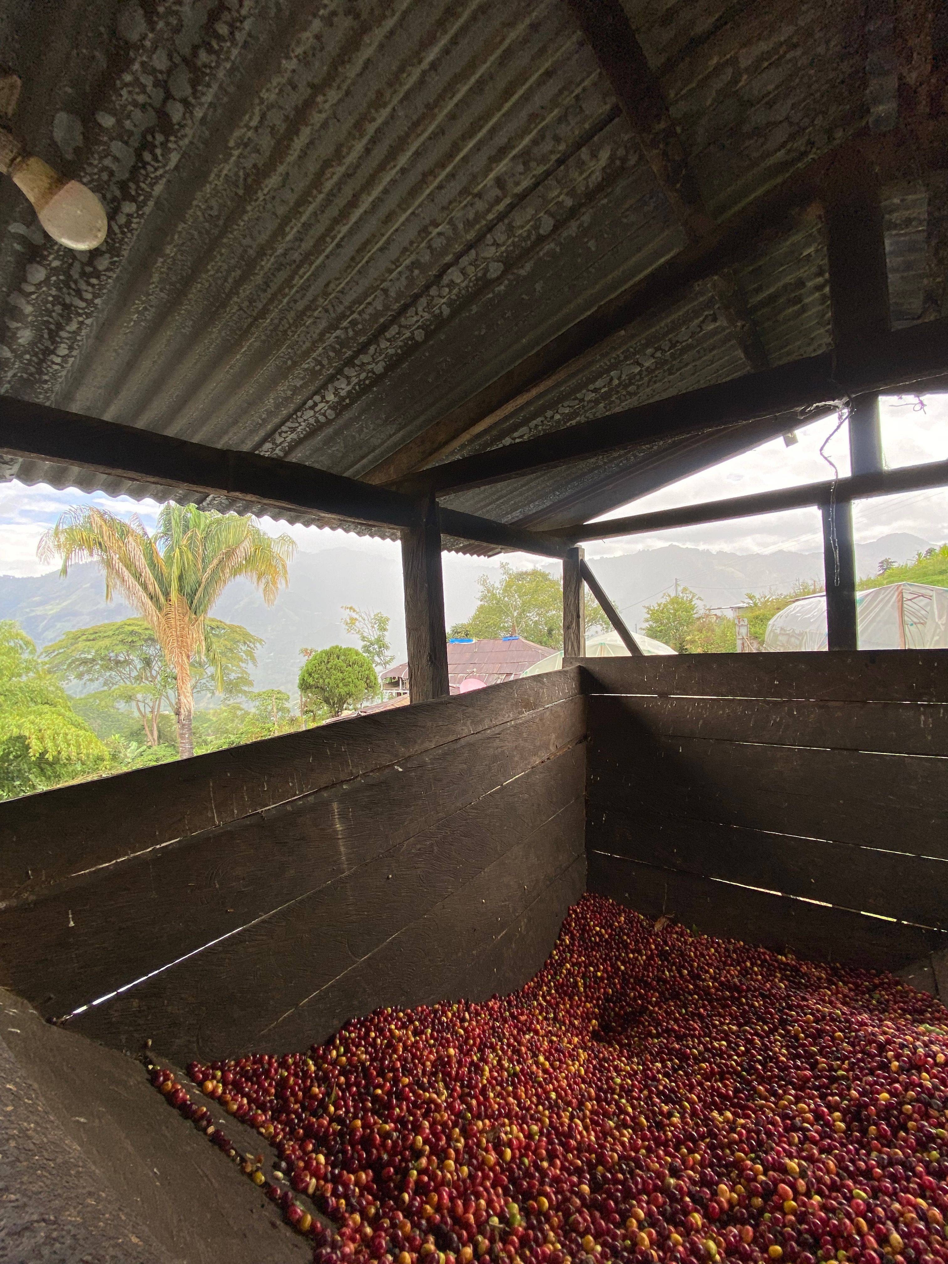 Harvested red coffee cherries collected in a wooden box at Finca El Brasil / VALSA Coffee.