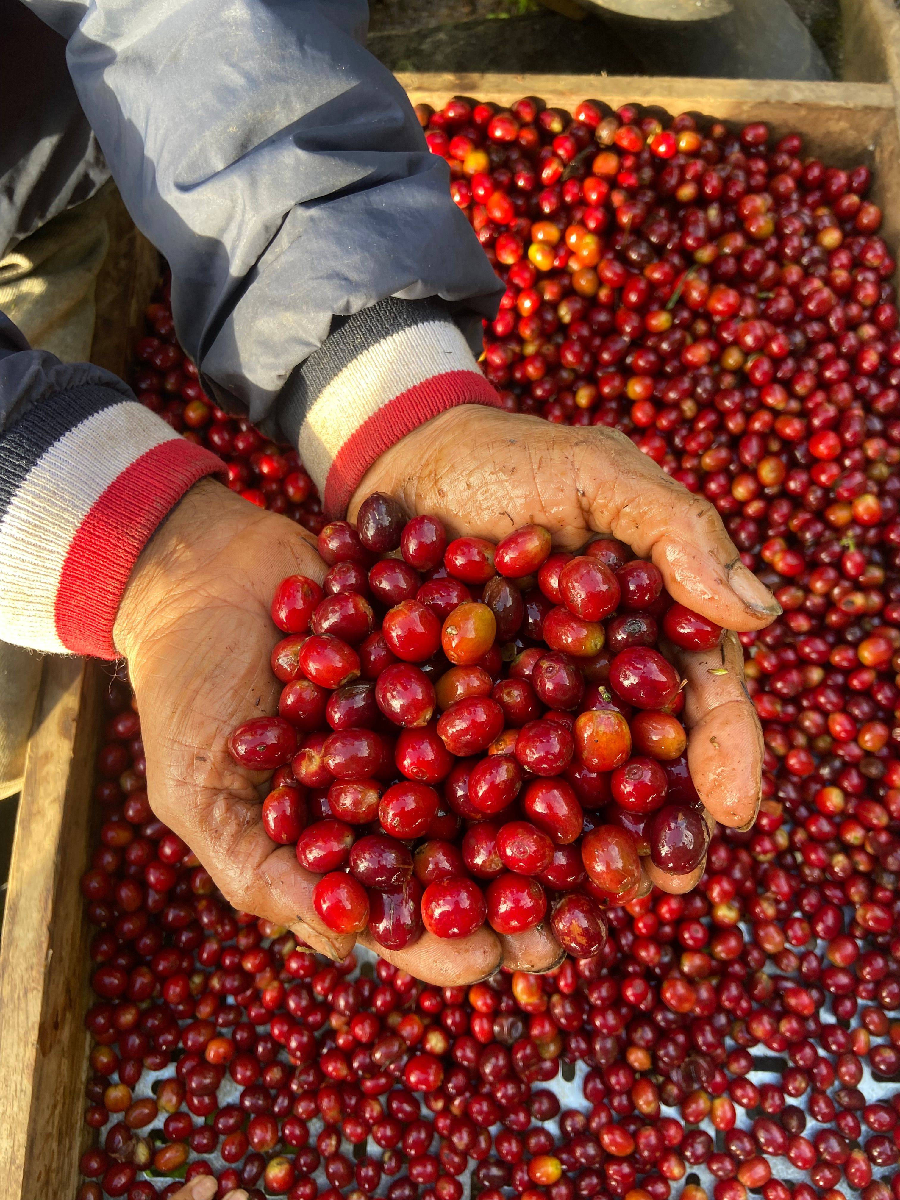 Hands holding freshly harvested red coffee cherries at Finca El Brasil / VALSA Coffee in Colombia.