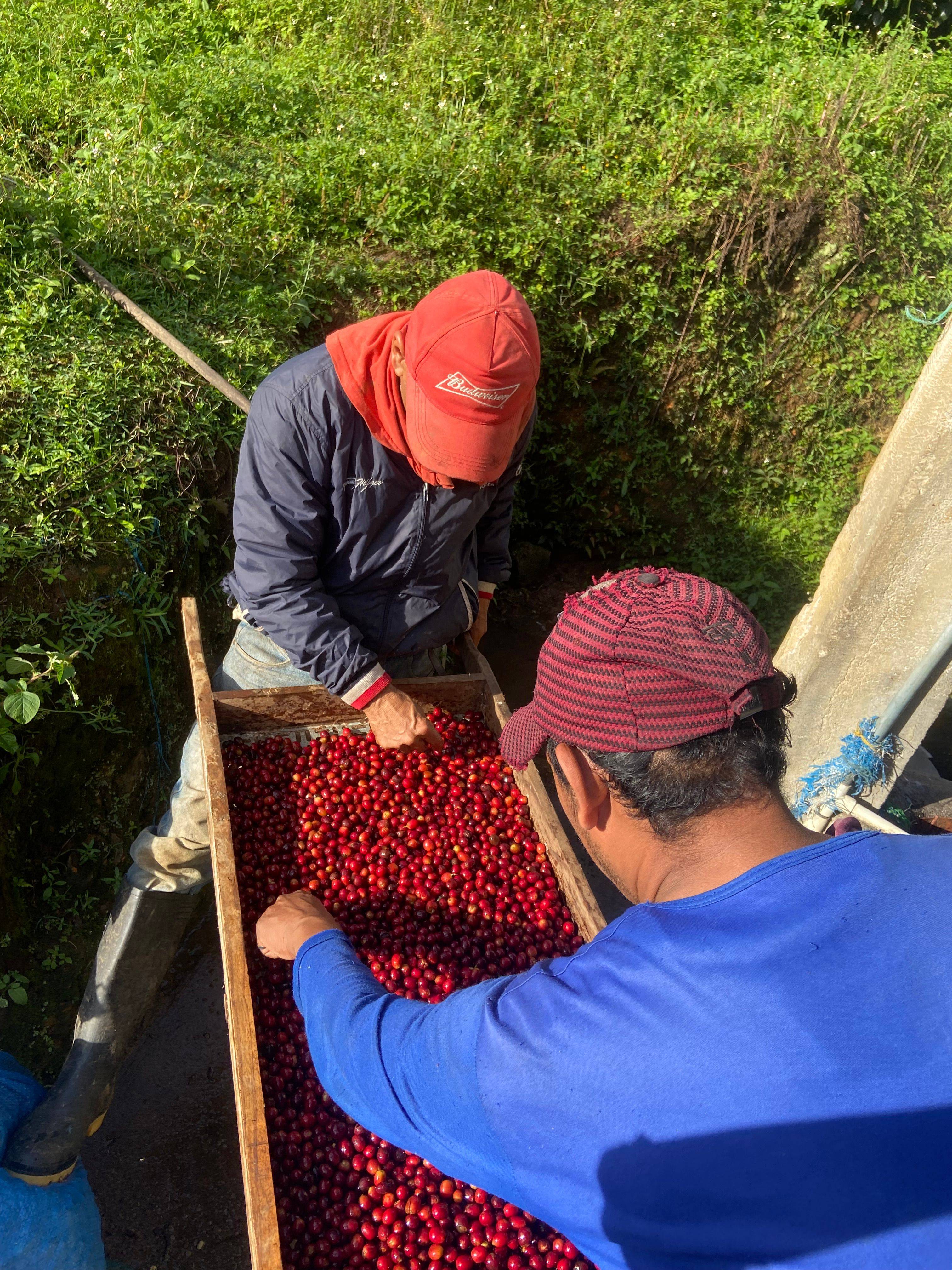 Coffee workers sorting freshly harvested red coffee cherries at Finca El Brasil / VALSA Coffee.