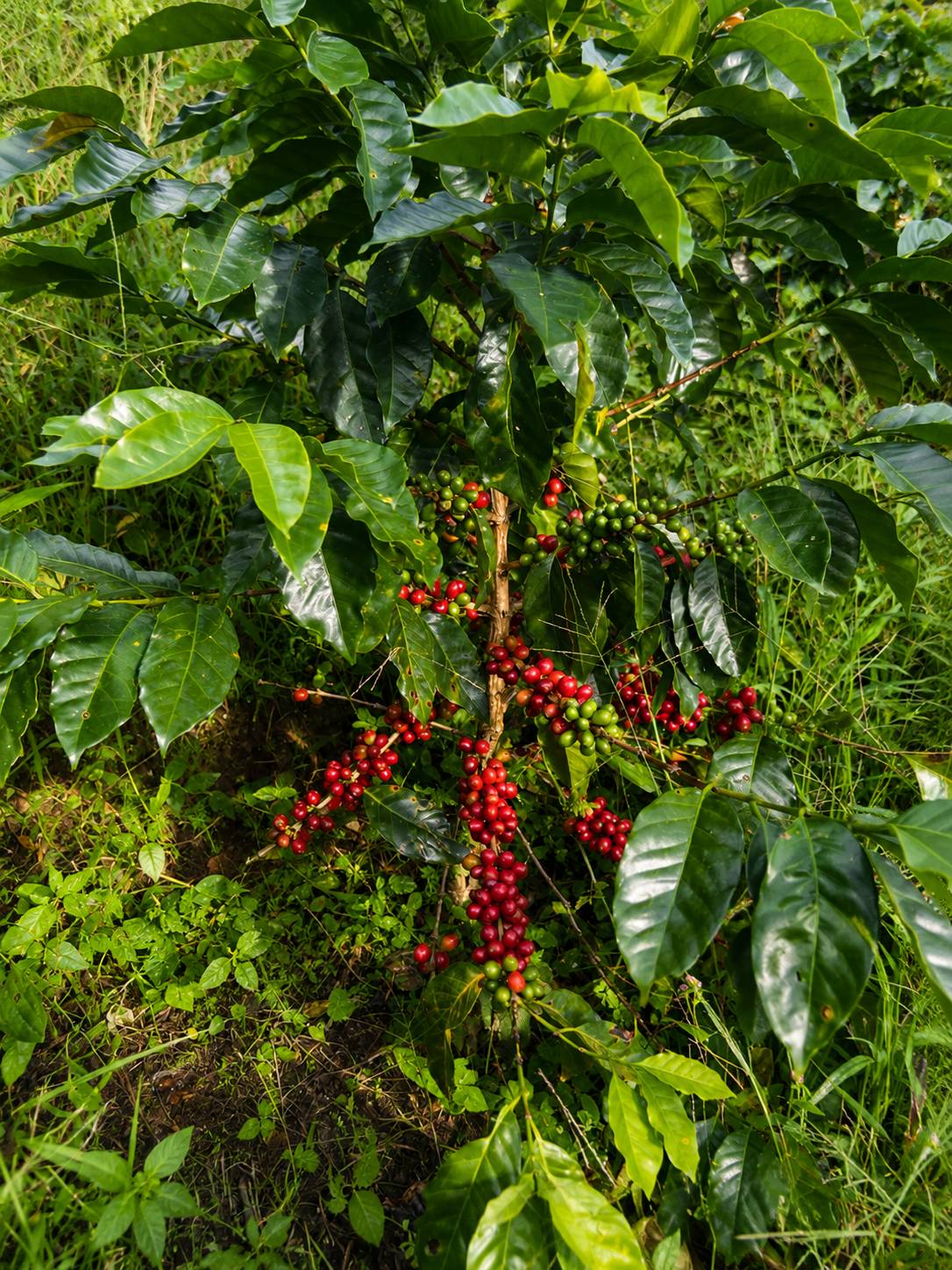 Arabica coffee tree with ripe red and unripe green cherries growing at Finca El Brasil / VALSA Coffee.