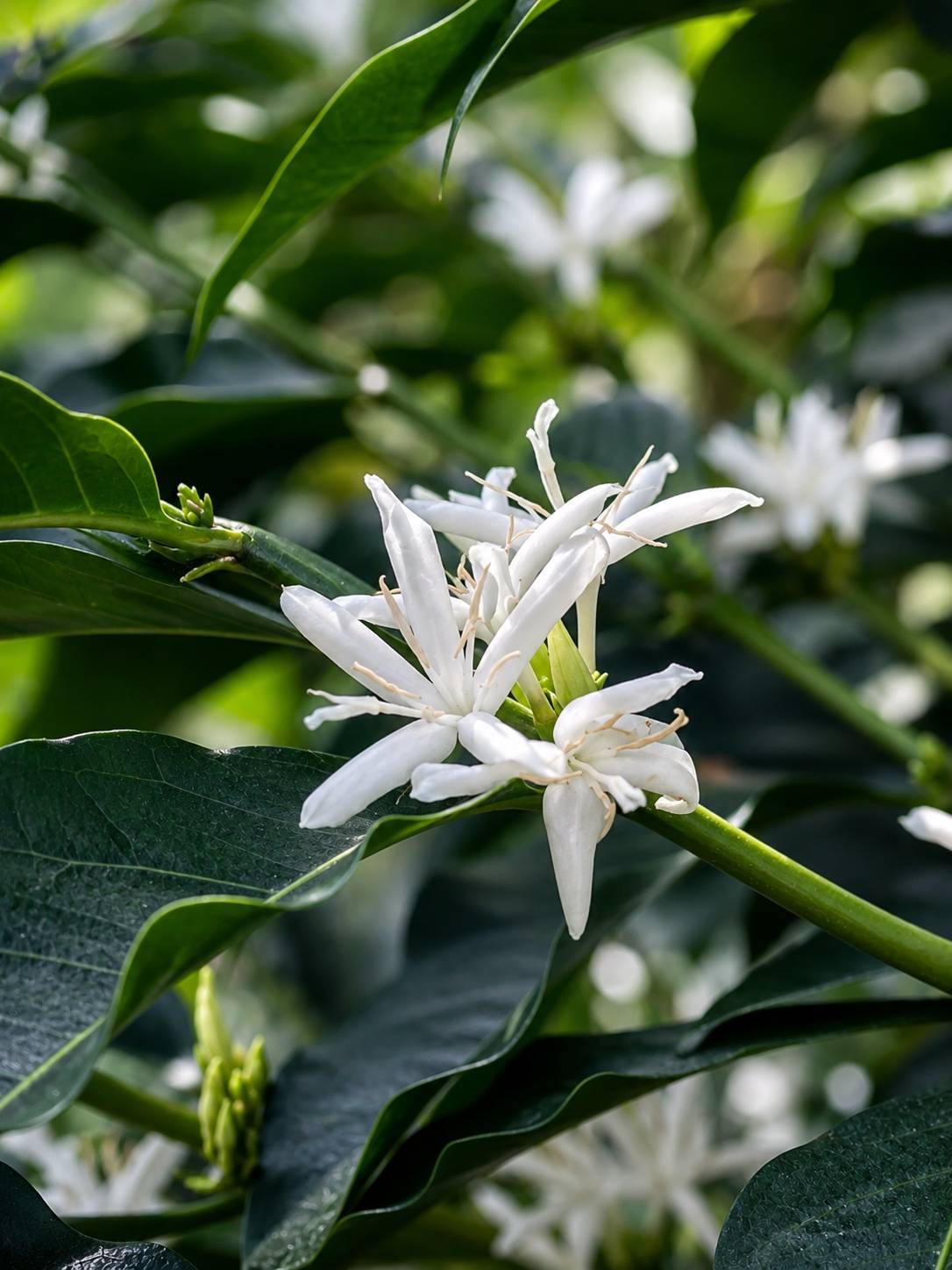 White coffee blossoms on an Arabica coffee plant at Finca El Brasil / VALSA Coffee.