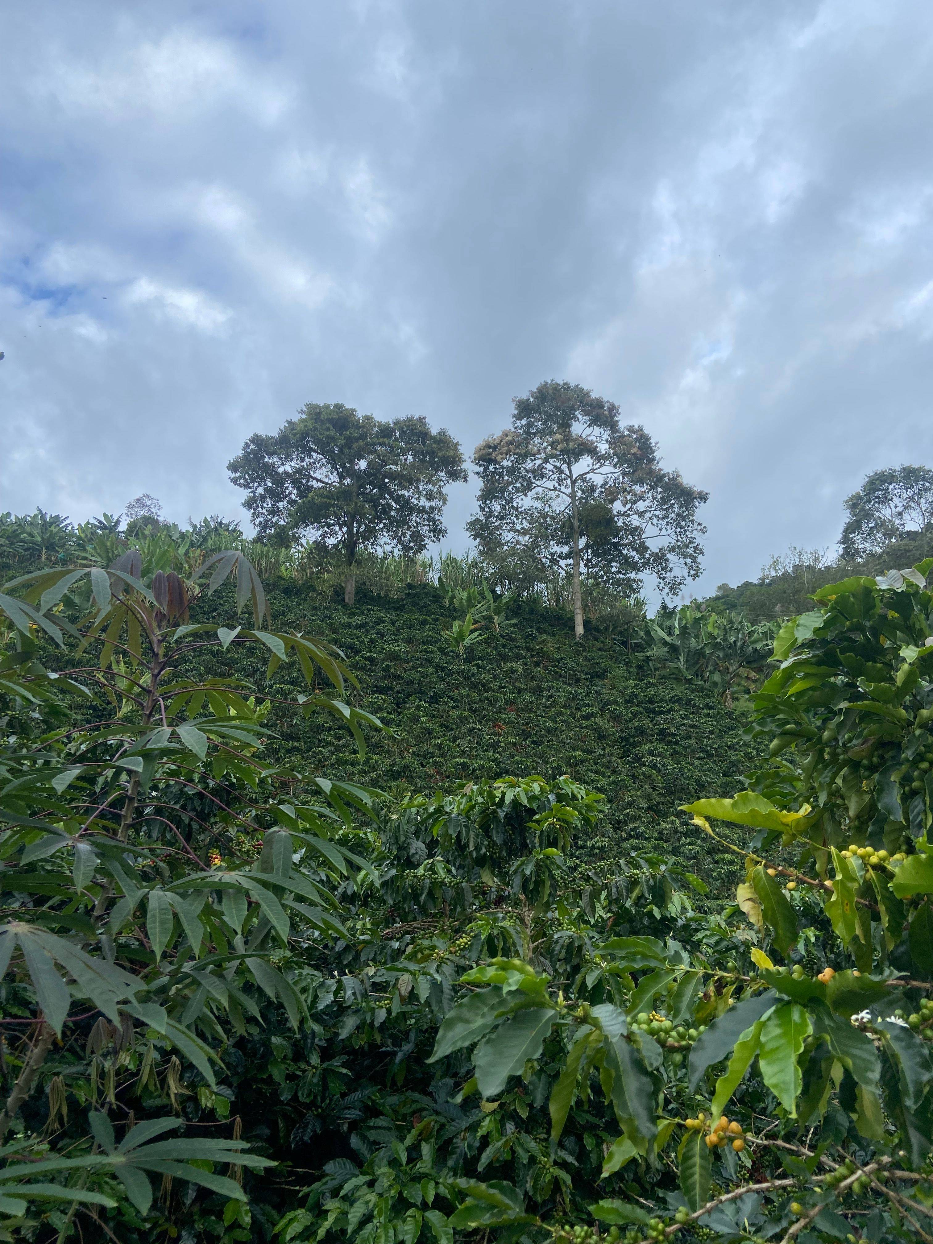 Coffee plants growing on a steep green hillside under partial shade at Finca El Brasil / VALSA Coffee in Colombia.