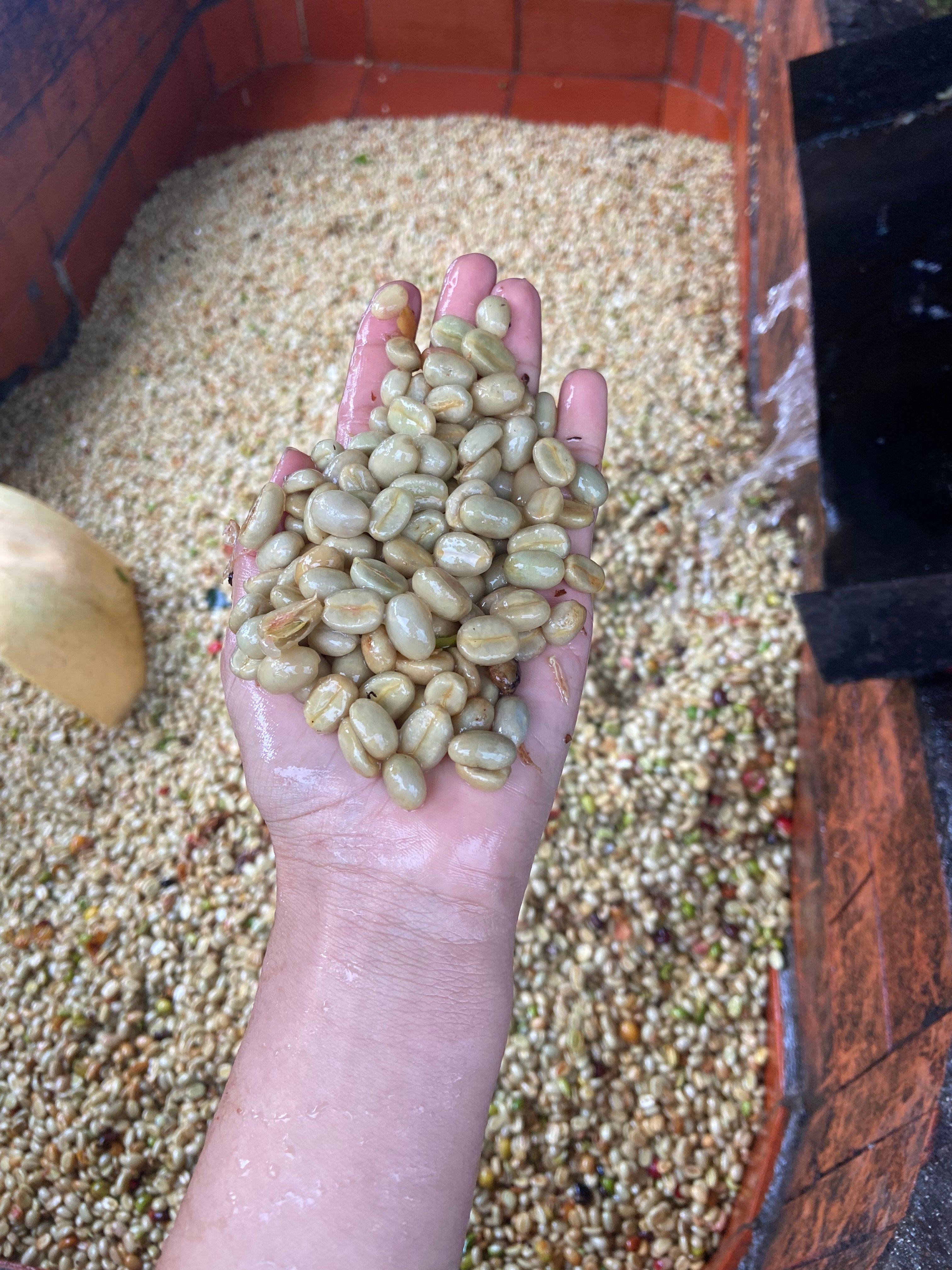 Freshly washed coffee beans held in a hand during processing at Finca El Brasil / VALSA Coffee.