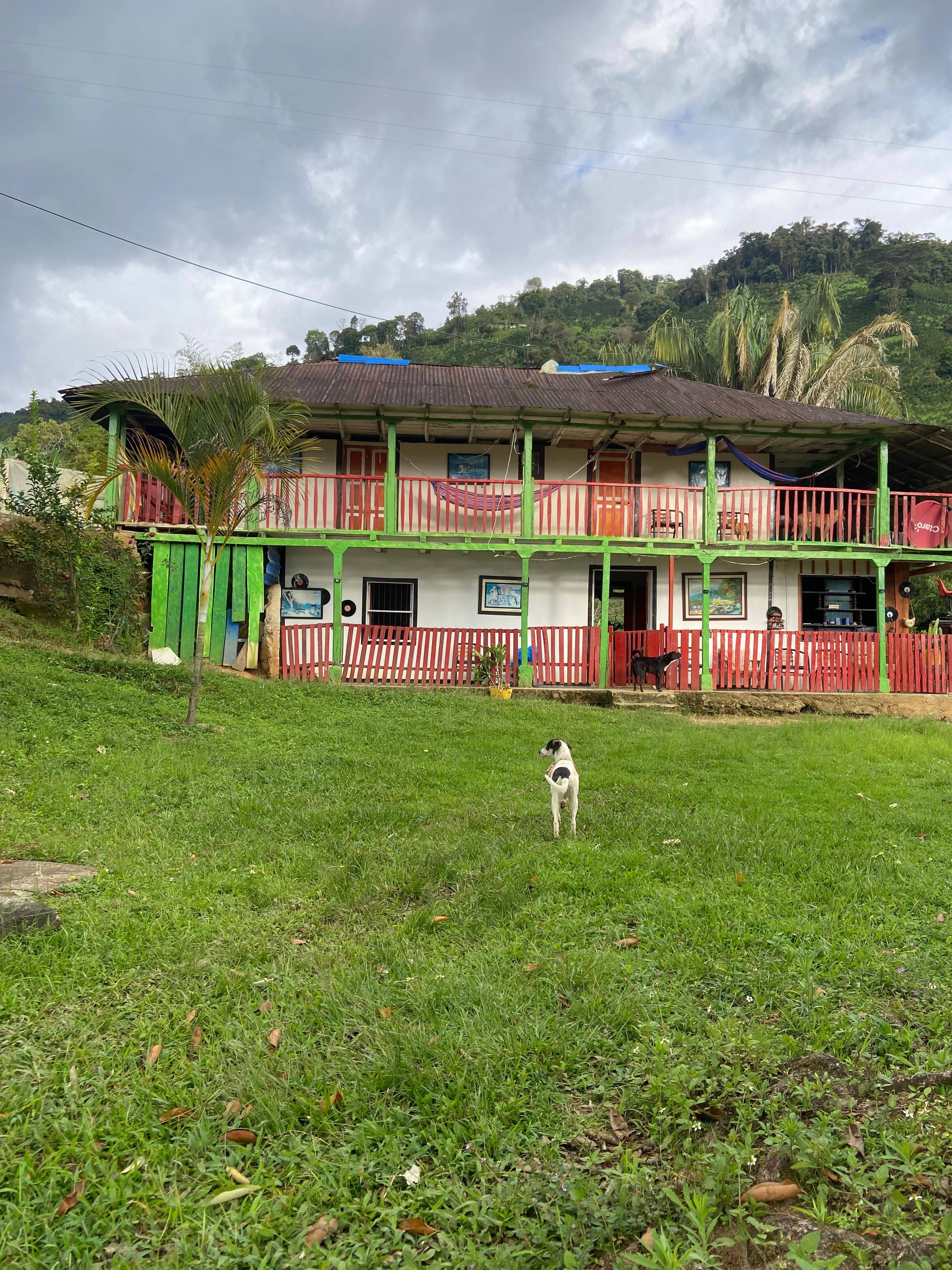 Farmhouse at Finca El Brasil / VALSA Coffee with dogs in front and green coffee hills in the background.