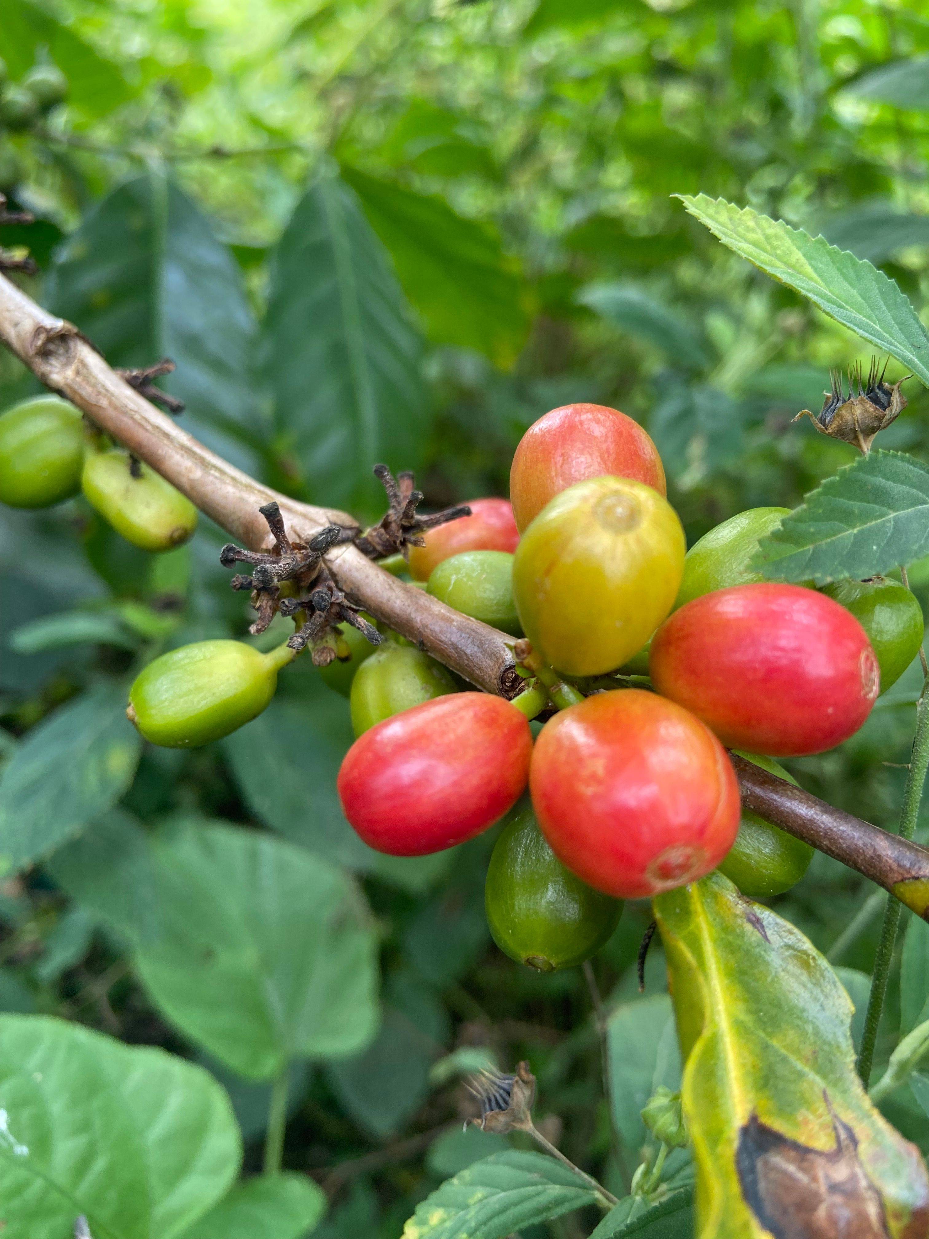 Close-up of ripening coffee cherries on a branch at Finca El Brasil / VALSA Coffee in Colombia.