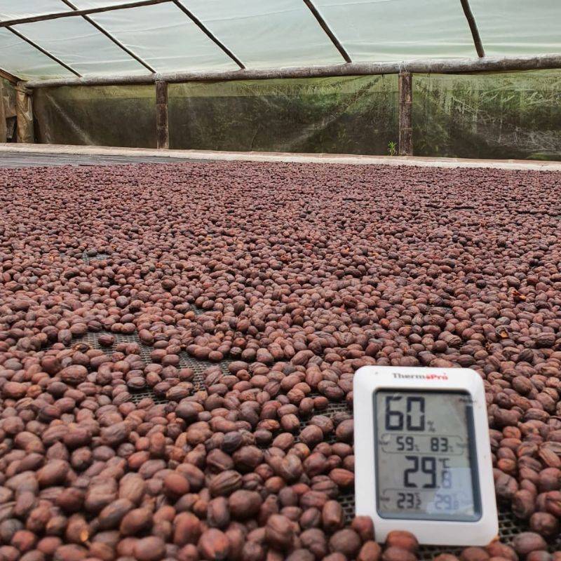 Coffee cherries drying on raised beds at La Pastorita farm, with a humidity and temperature meter.