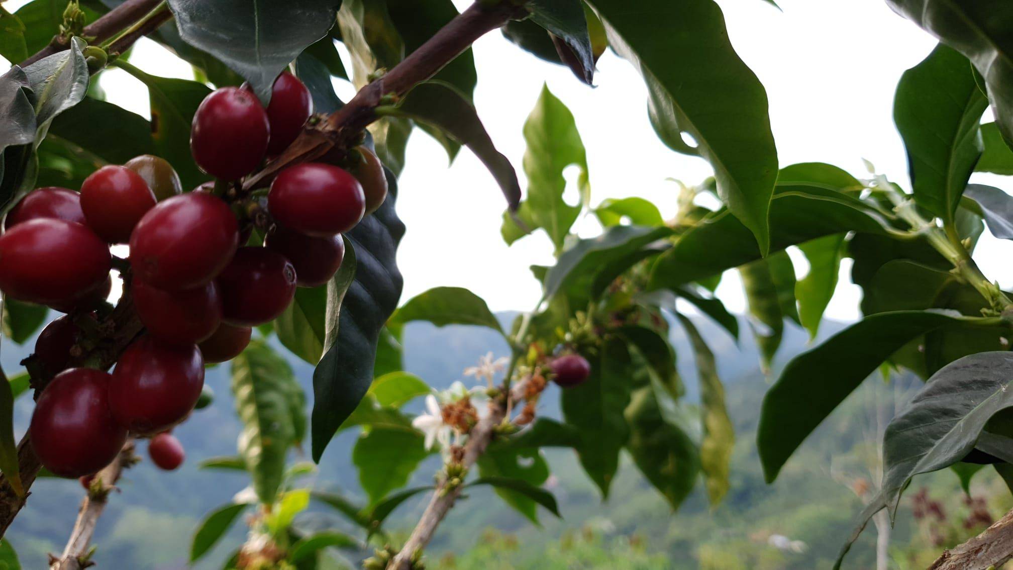 Ripe coffee cherries growing at La Pastorita farm in Caldas, Colombia.