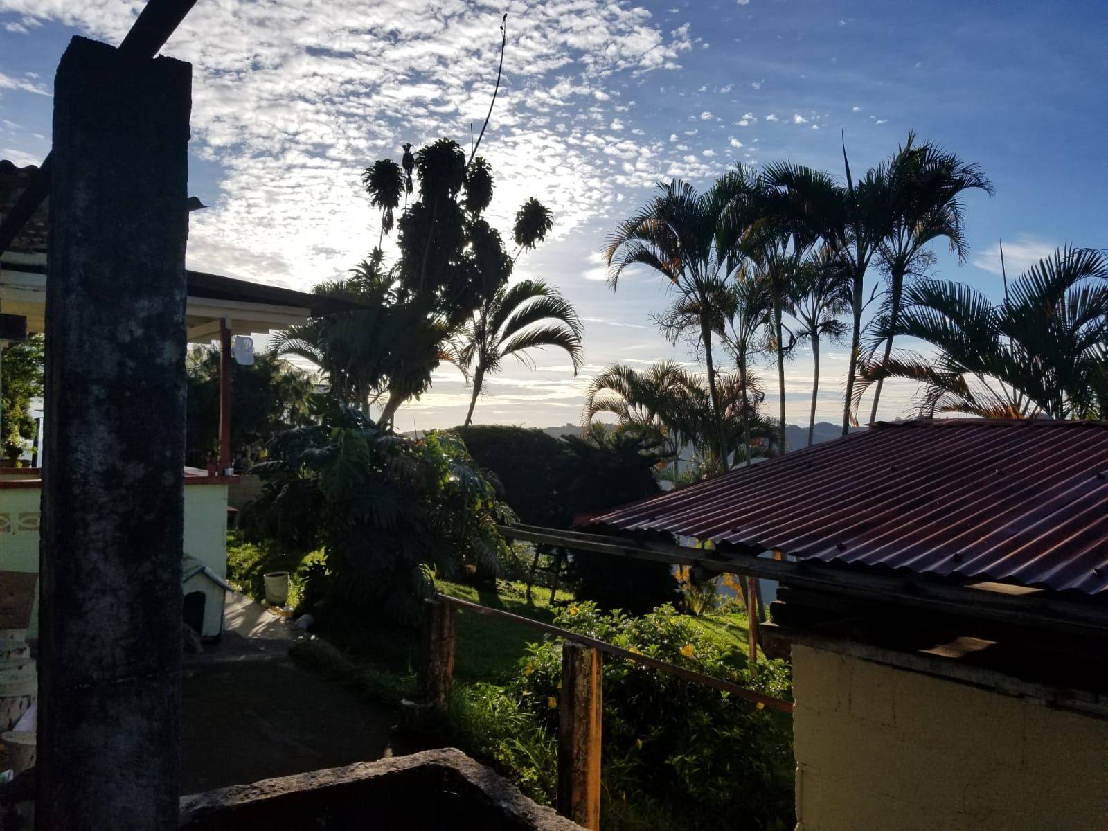 Morning view from La Pastorita farm with palm trees, mountains and coffee landscape in Caldas, Colombia.