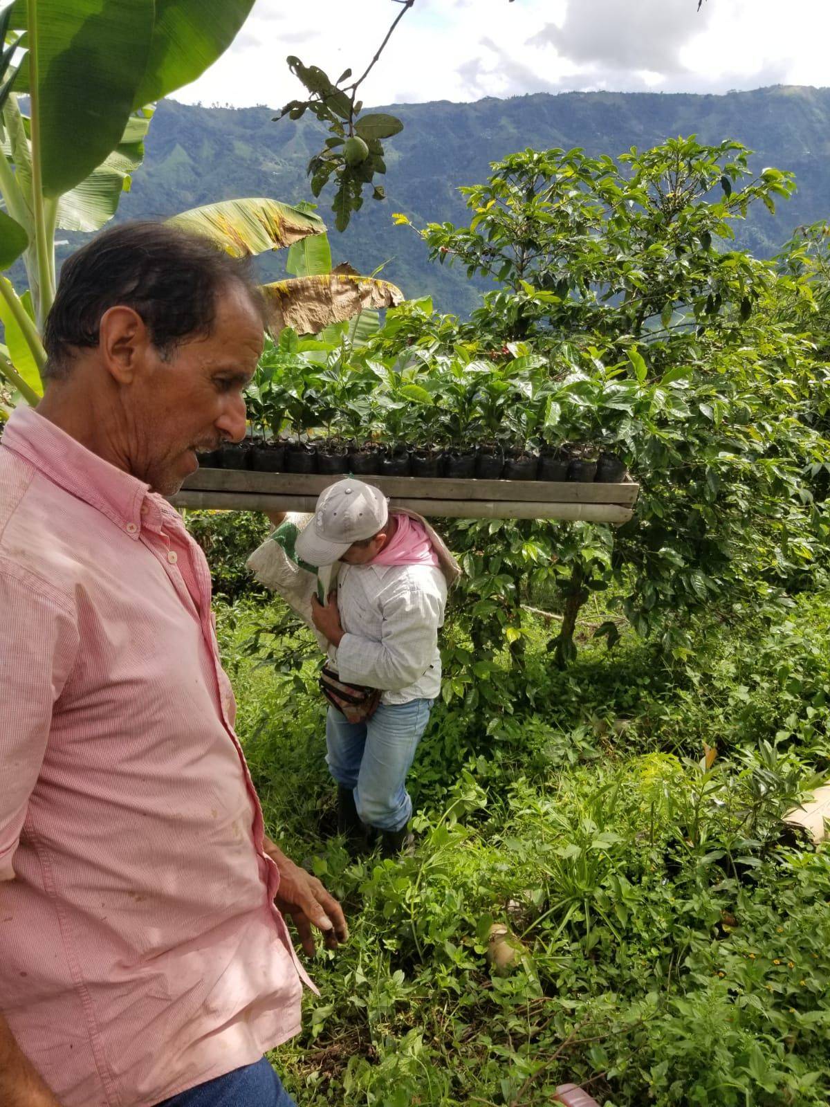 Café Nubado producers carrying coffee seedlings at La Pastorita farm, surrounded by mountains and lush vegetation.