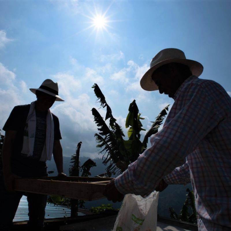 Café Nubado producers checking coffee at La Pastorita farm under the sun in Caldas, Colombia.