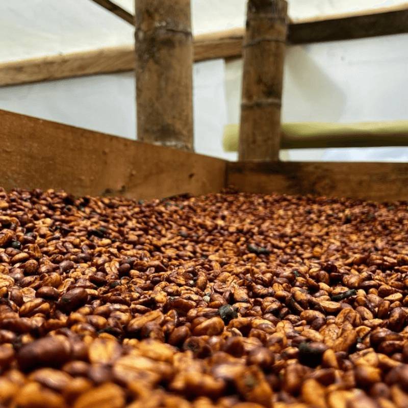 Coffee beans drying inside the processing area at La Pastorita farm.