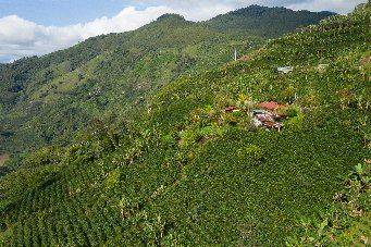 Mountain landscape with coffee fields at La Pastorita farm in Caldas, Colombia.