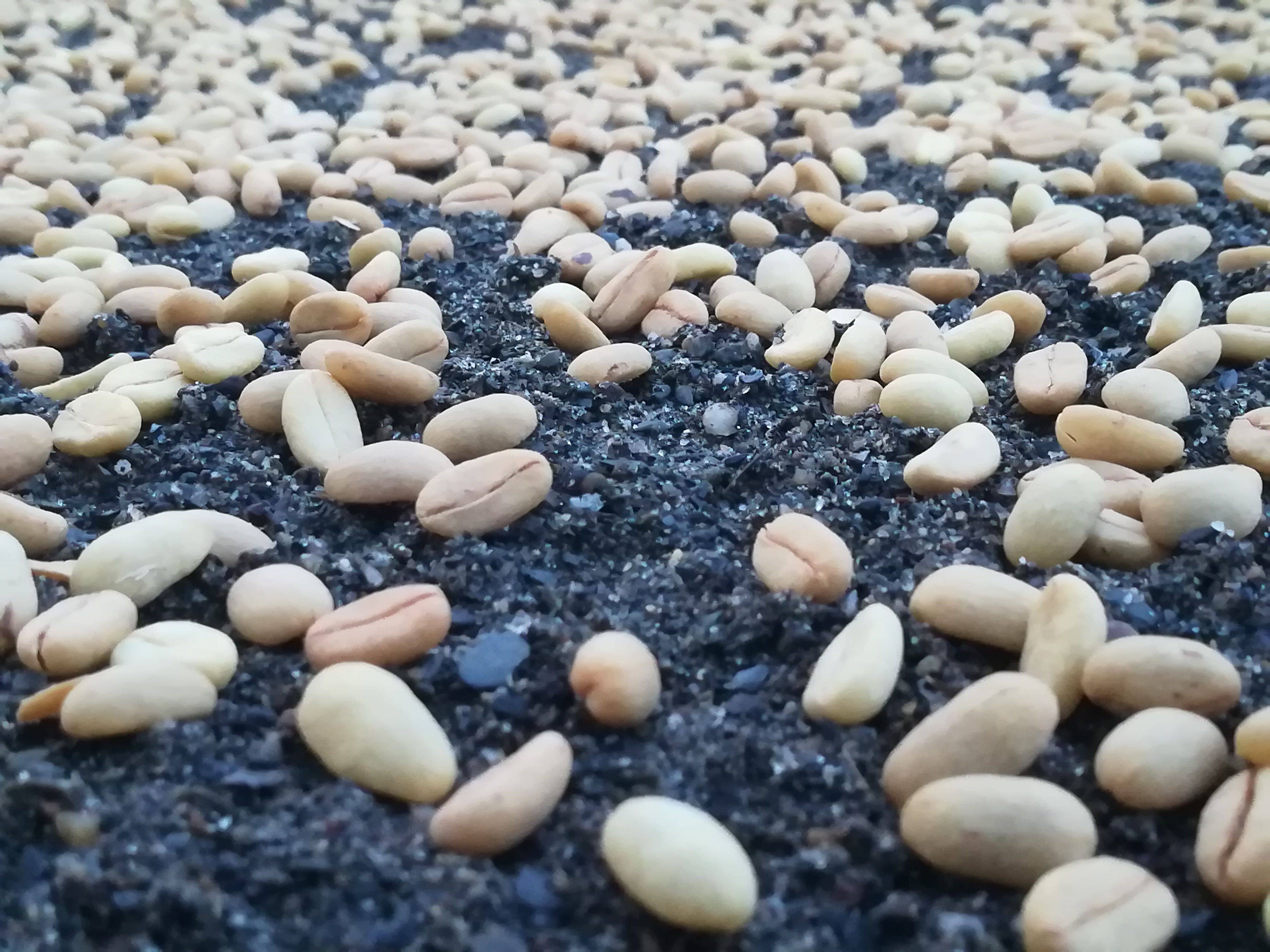 Parchment coffee drying in the sun during processing at Café Nubado.