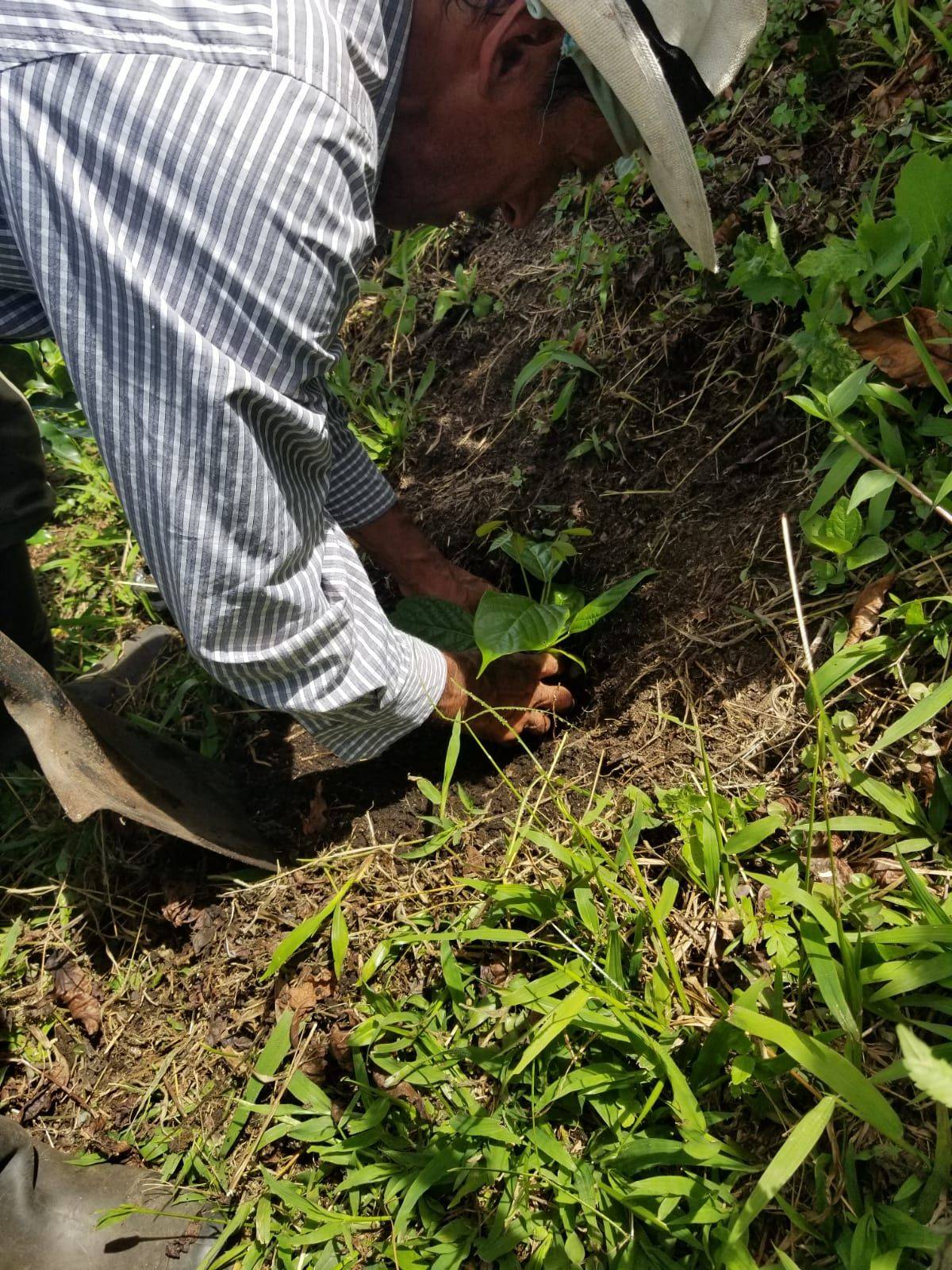 Coffee farmer planting a young coffee seedling at La Pastorita farm.