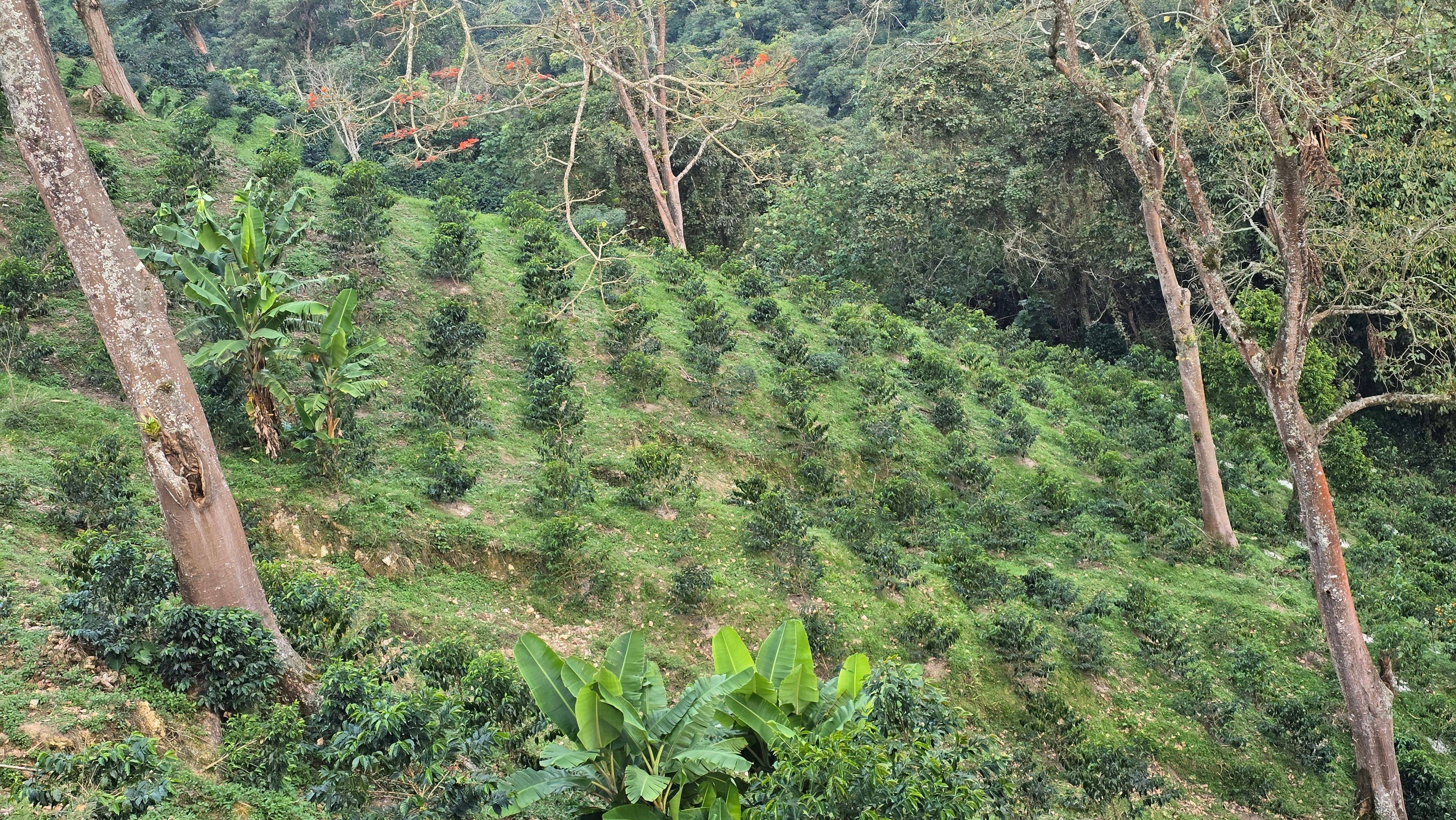 Finca Cultivares Galerie 2