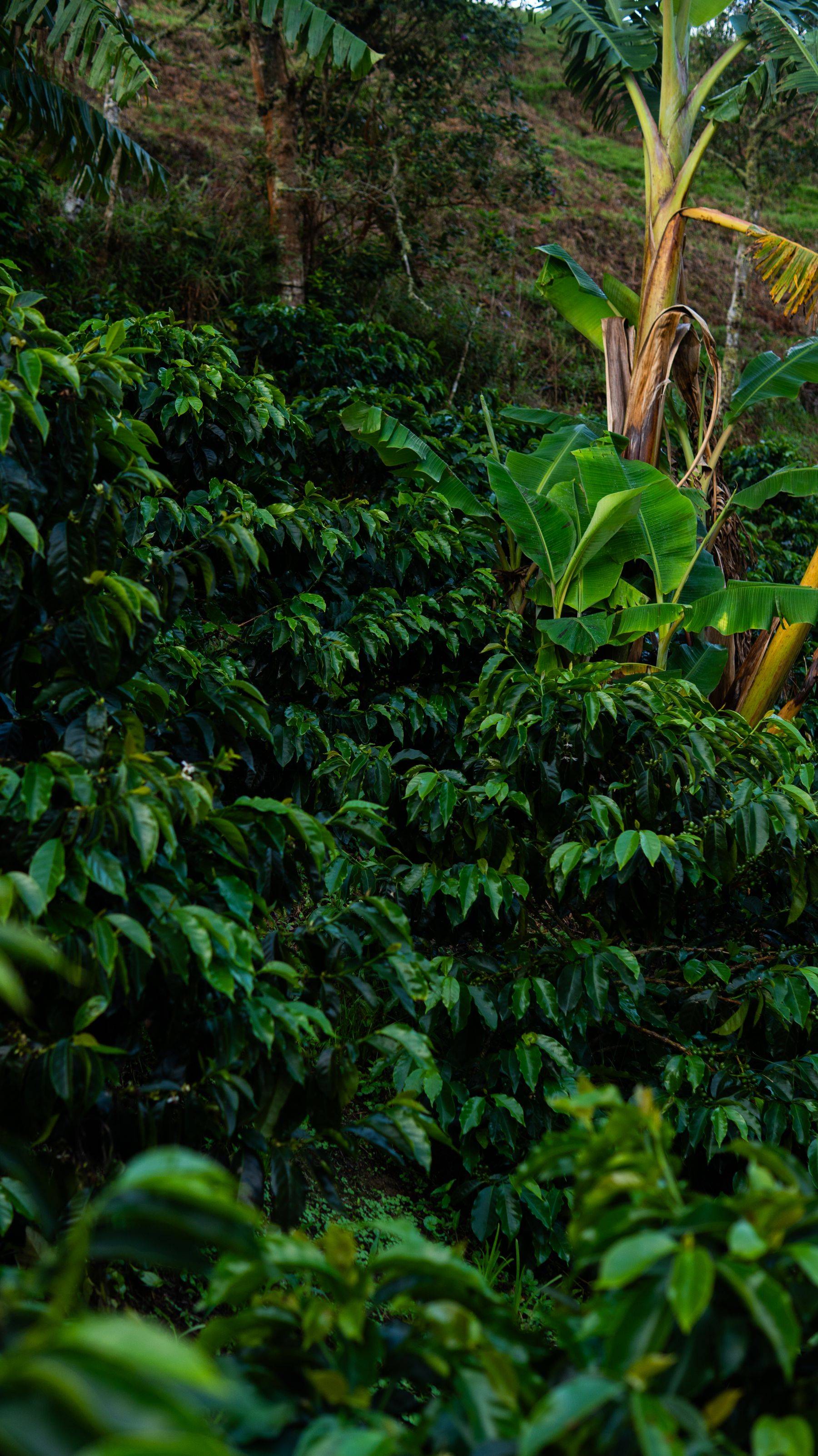 Finca Cultivares Galerie 3