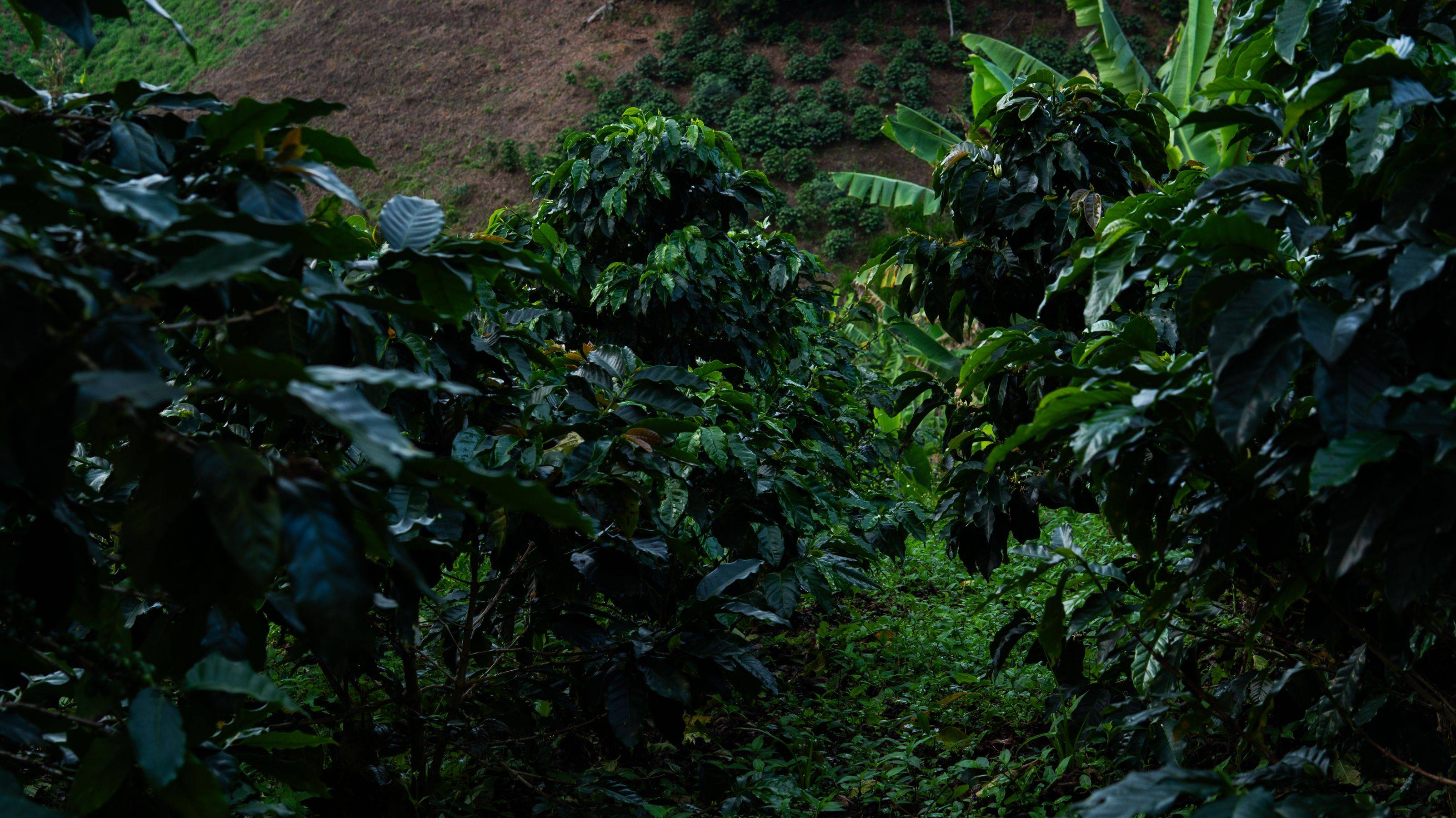 Finca Cultivares Galerie 4