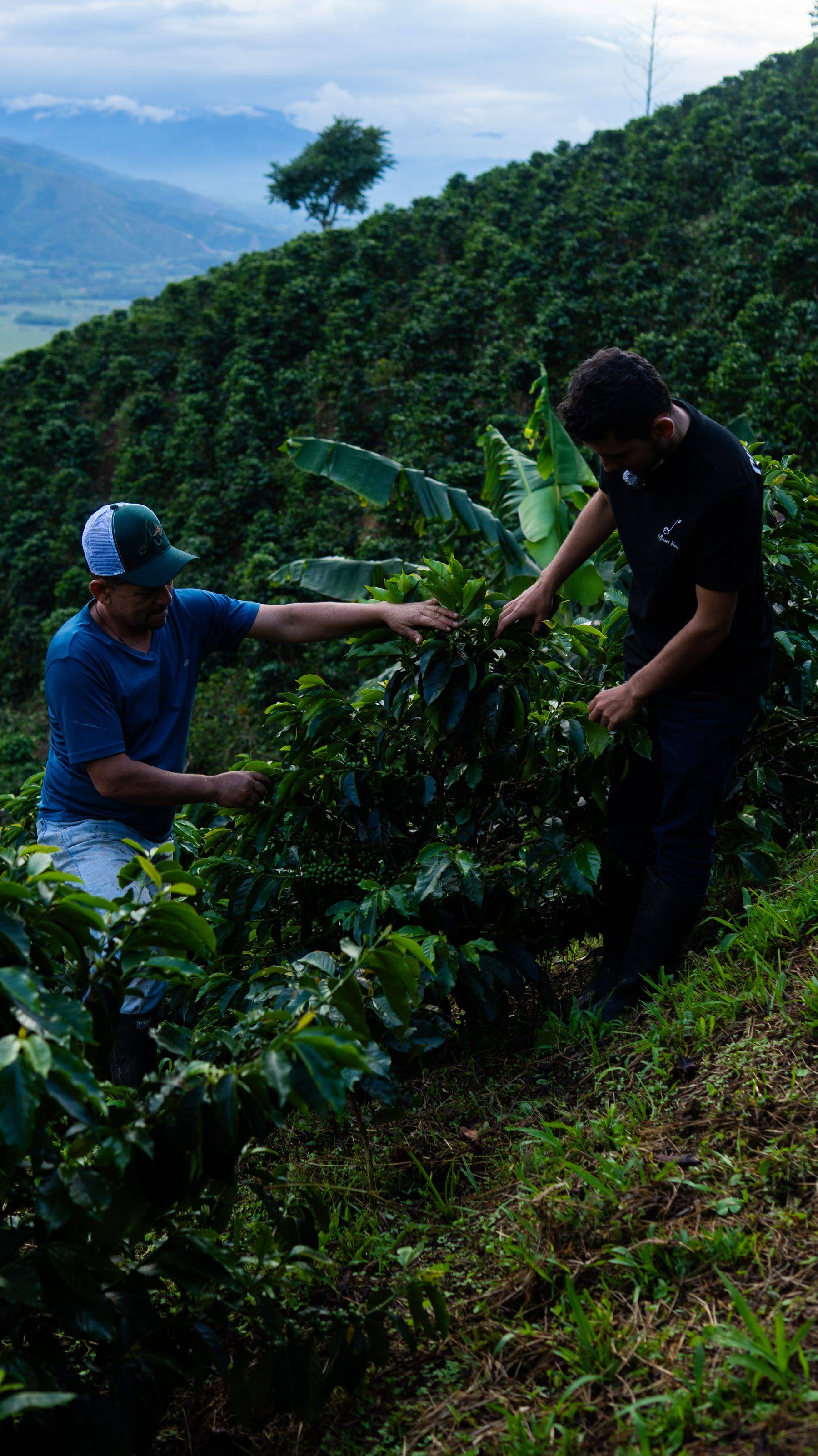 Finca Cultivares Galerie 6