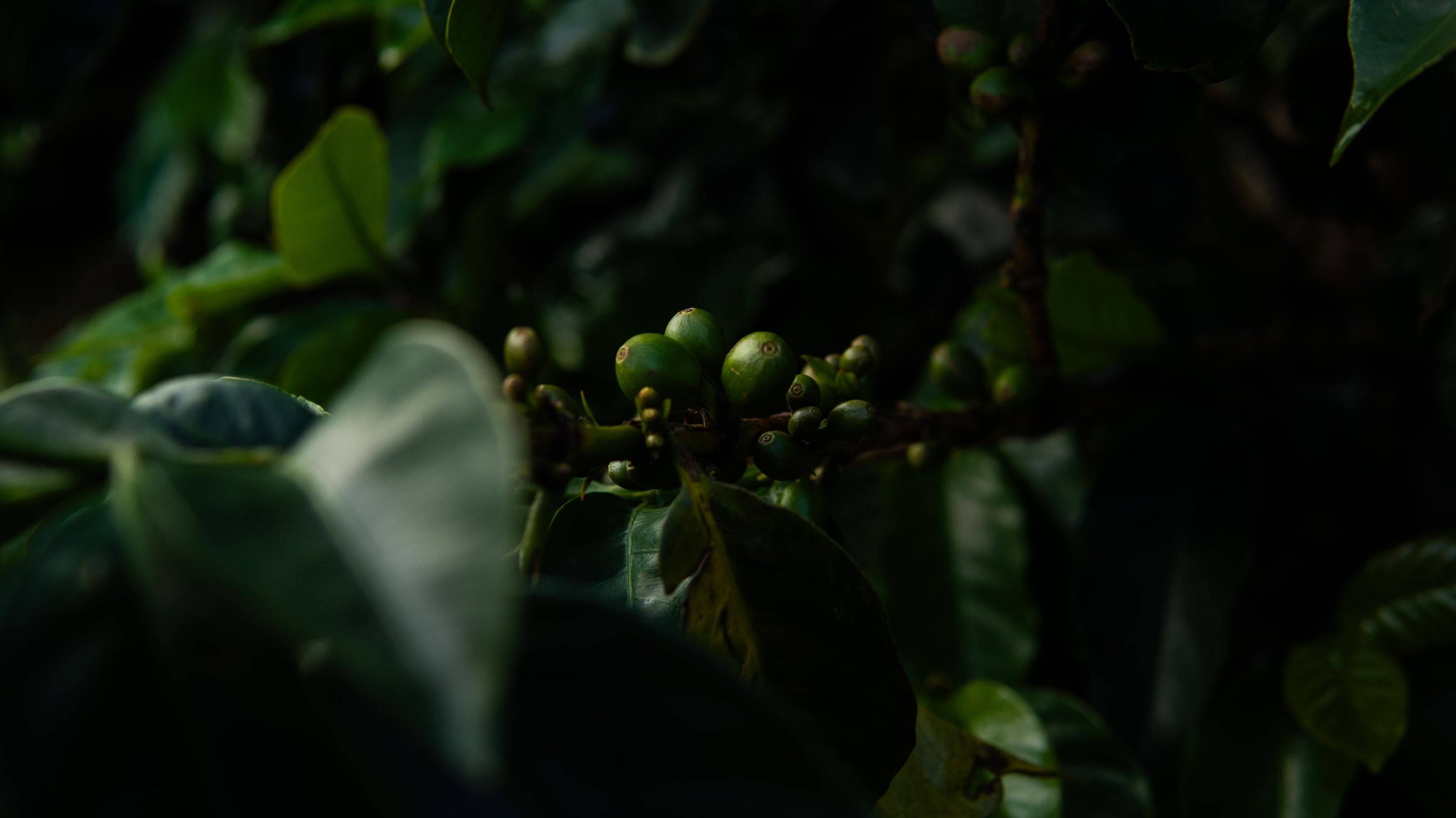 Finca Cultivares Galerie 7