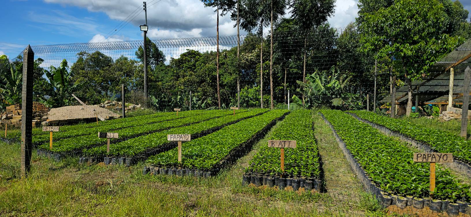 Las Brisas Coffee Farm S.A.S. Galerie 5