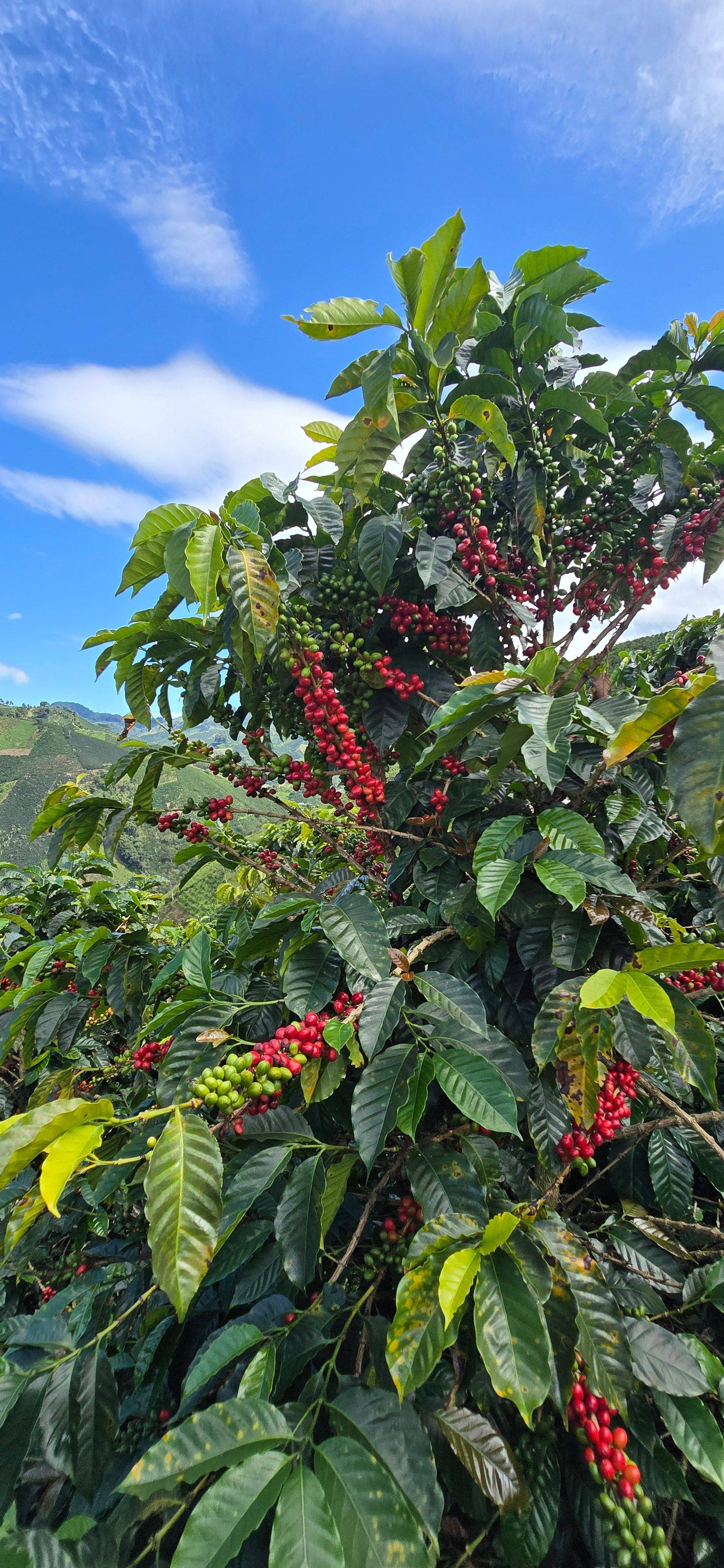 Las Brisas Coffee Farm S.A.S. Galerie 7