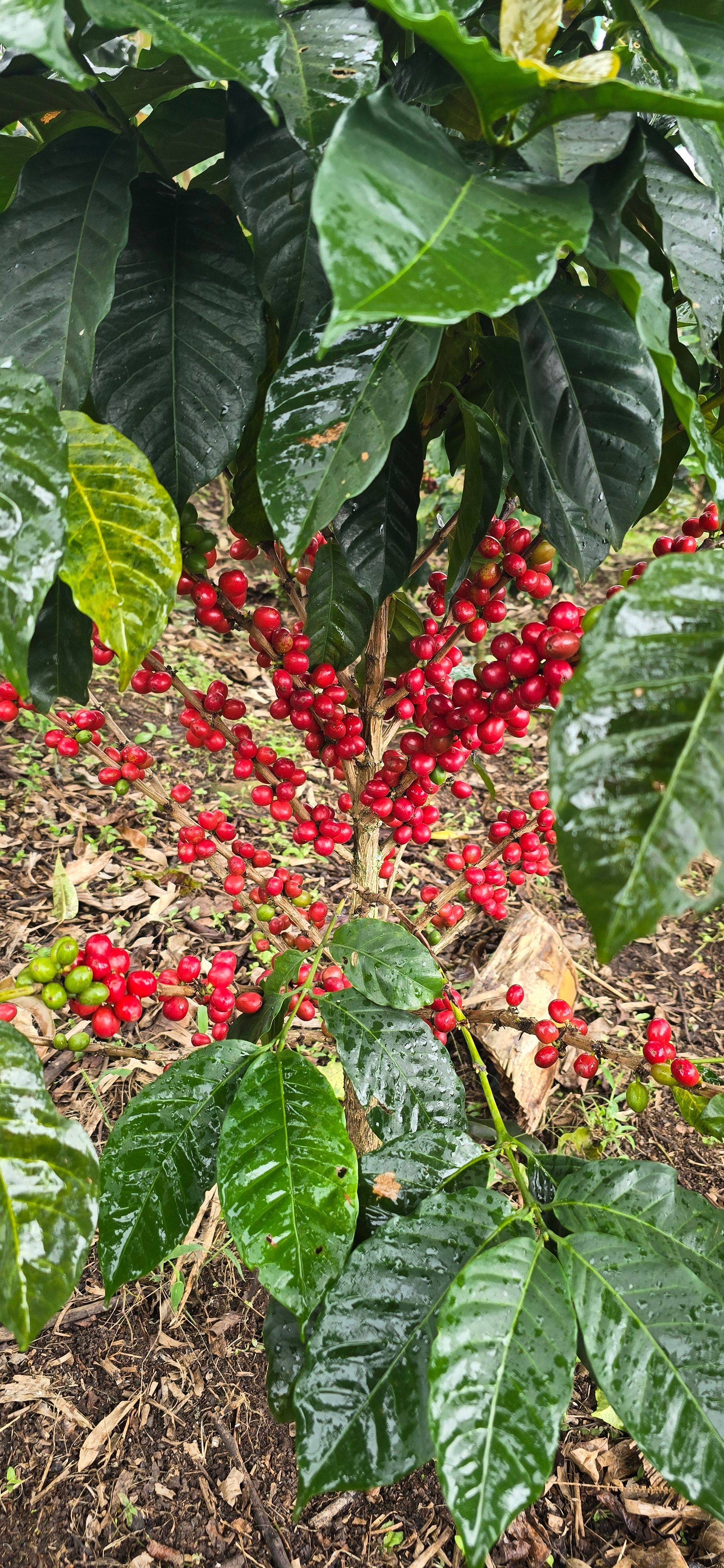 Las Brisas Coffee Farm S.A.S. Galerie 8