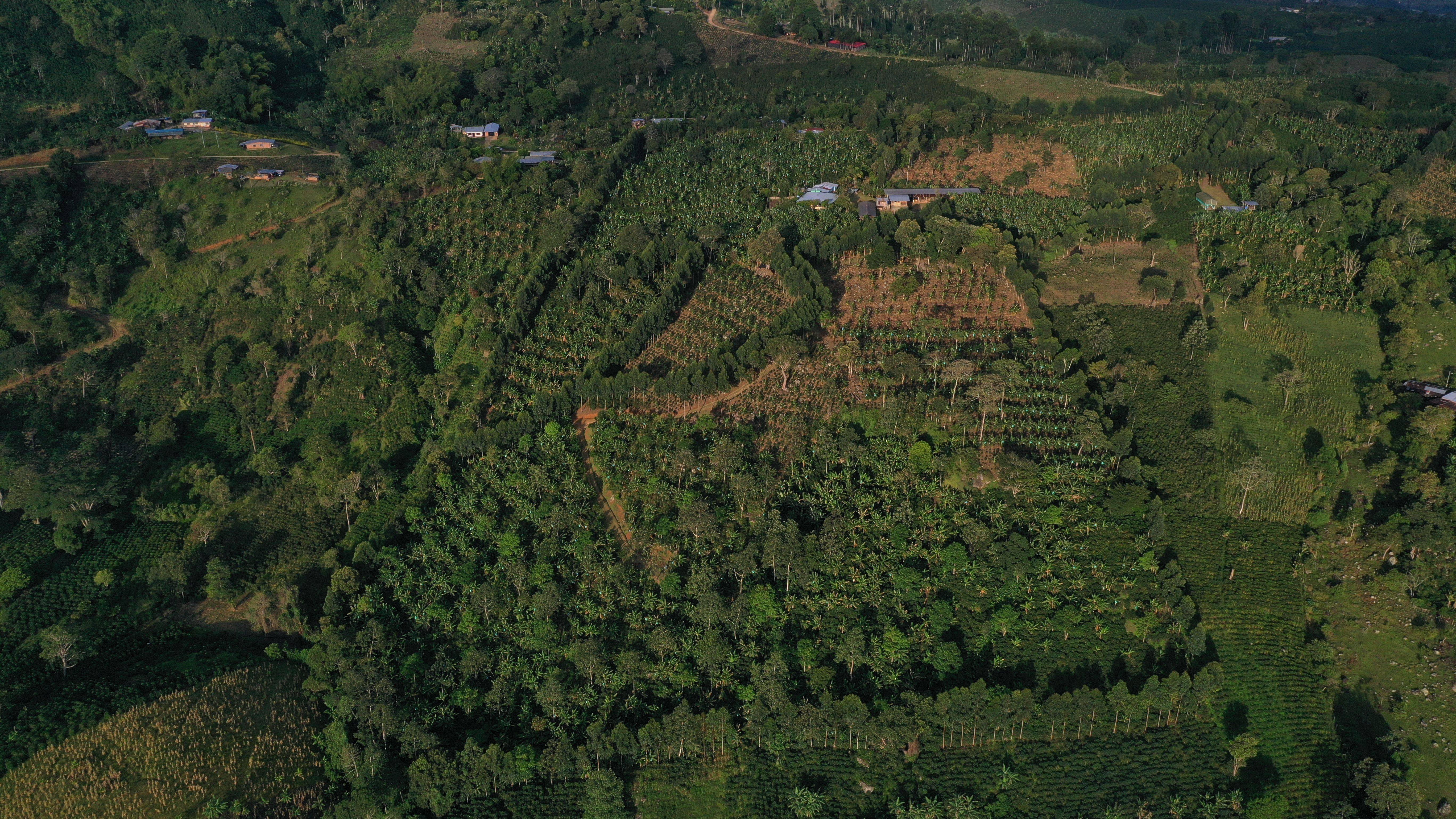 Las Brisas Coffee Farm S.A.S. Galerie 1