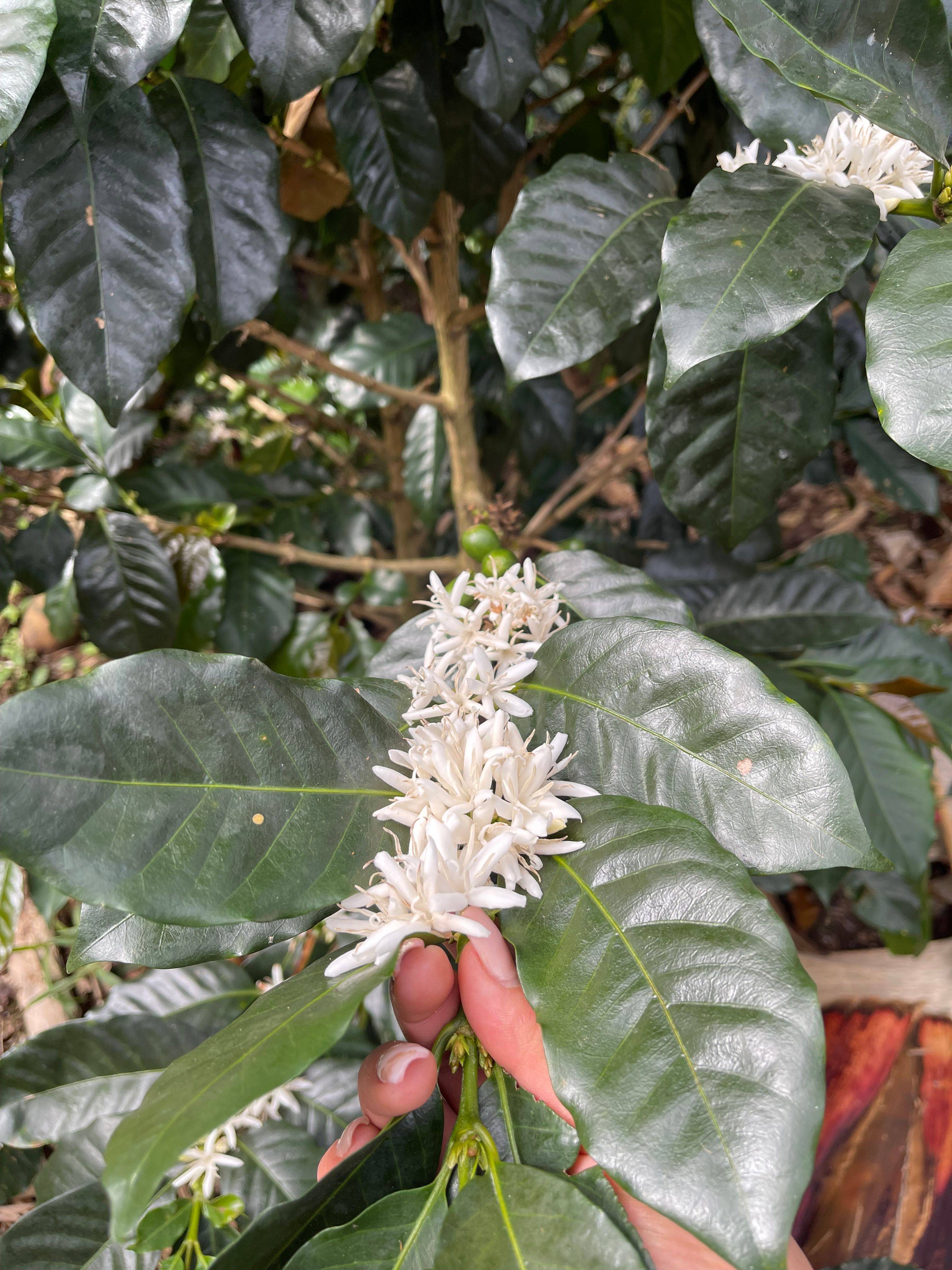 Finca La Siberia Galerie 14