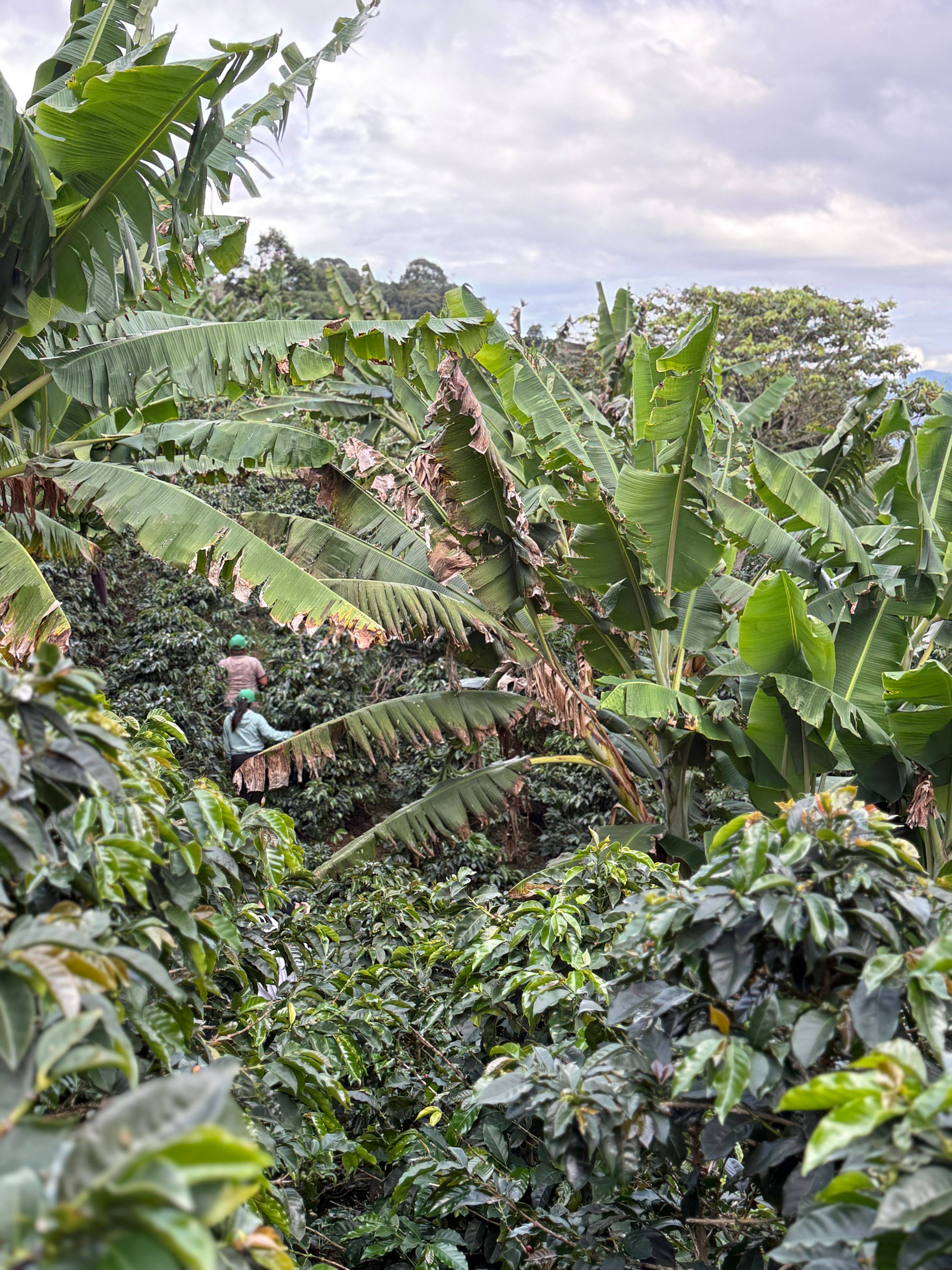 Finca La Siberia Galerie 8