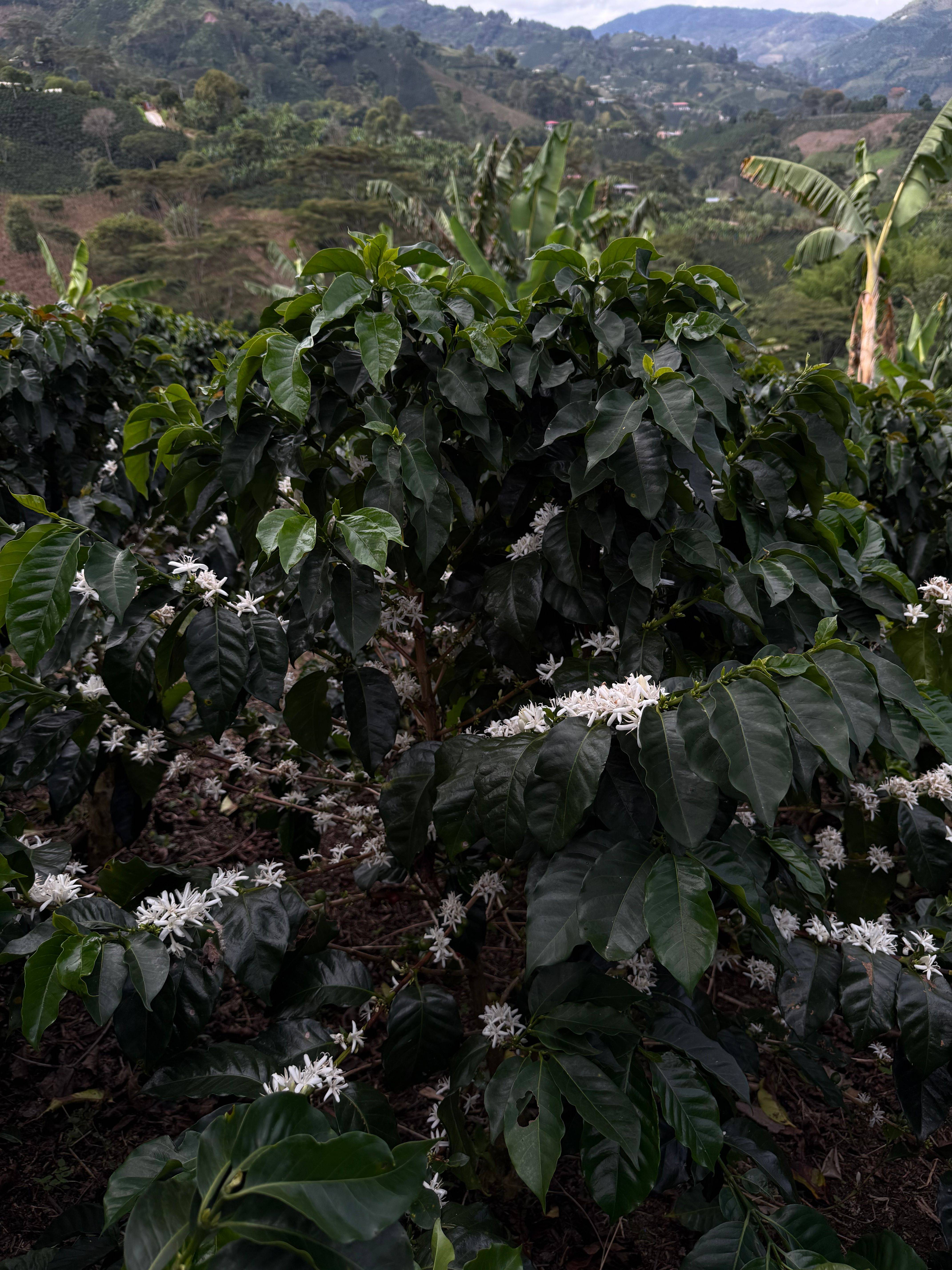 Finca La Siberia Galerie 9