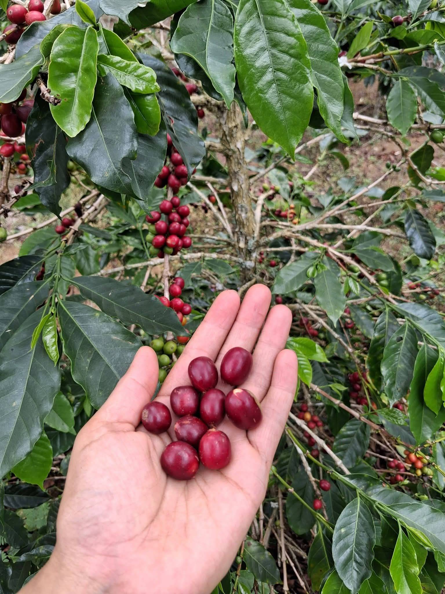 Java Preanger coffee from RKI Farm in Indonesia