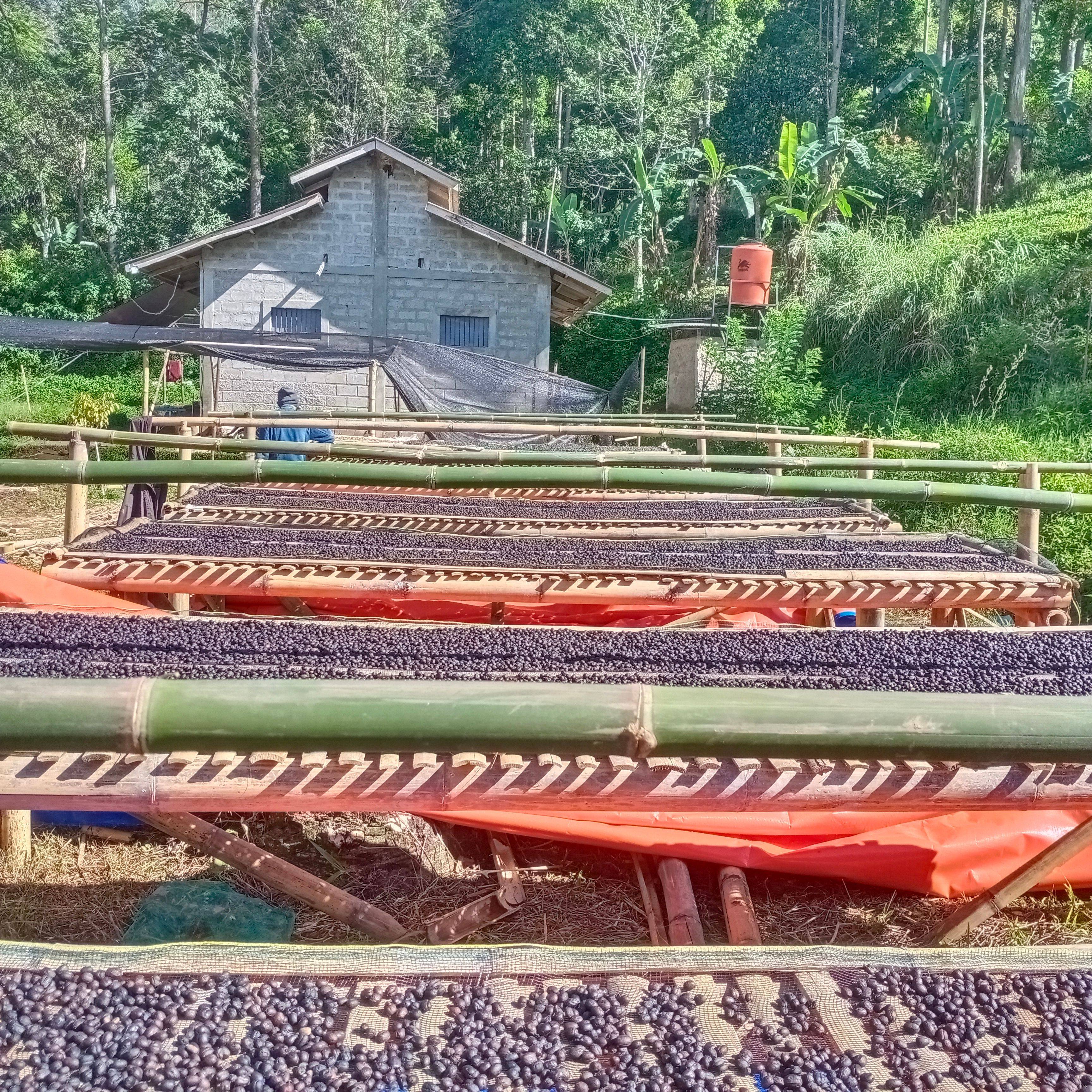 Specialty coffee farm RKI Farm in West Java, Indonesia