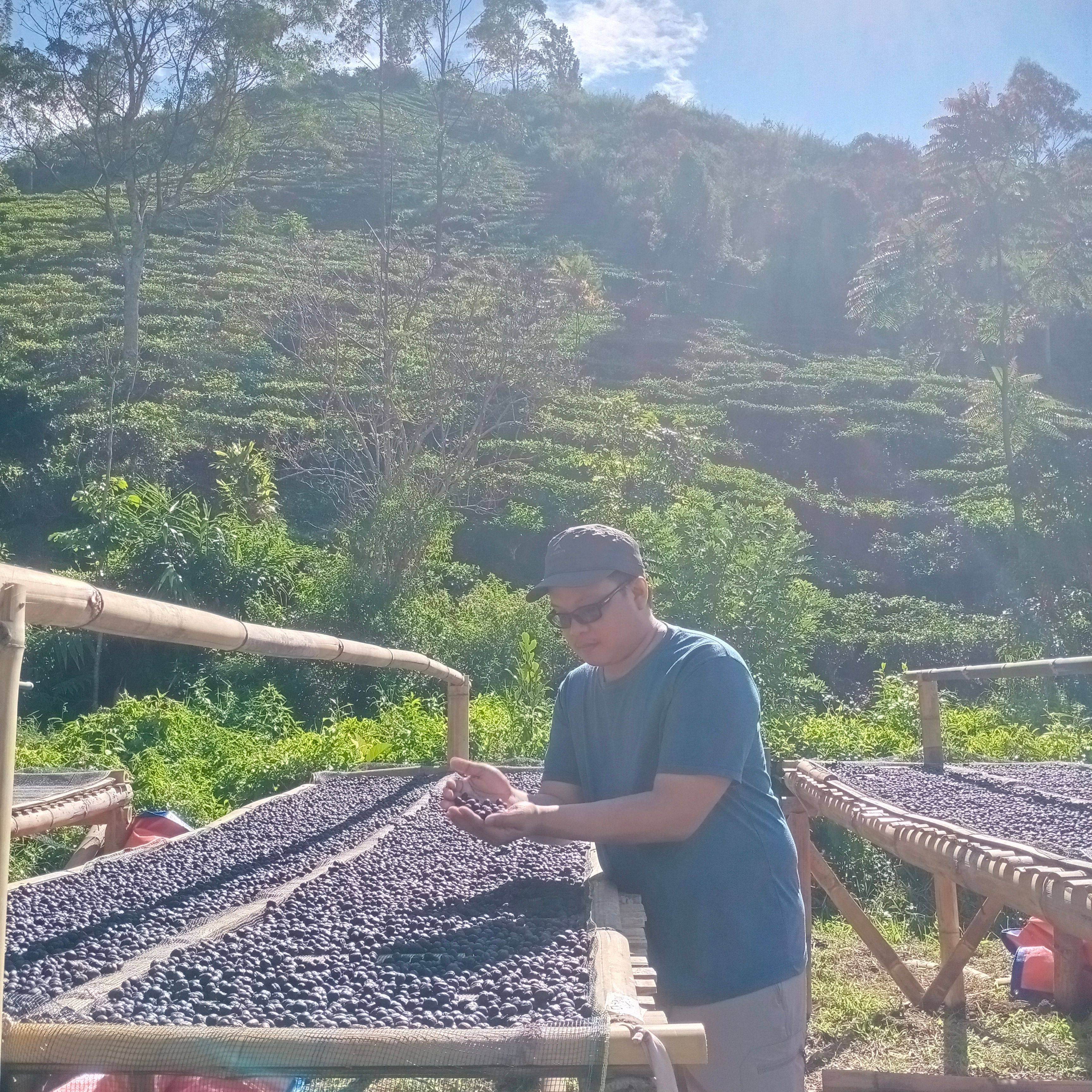 Coffee cultivation at RKI Farm in West Java, Indonesia