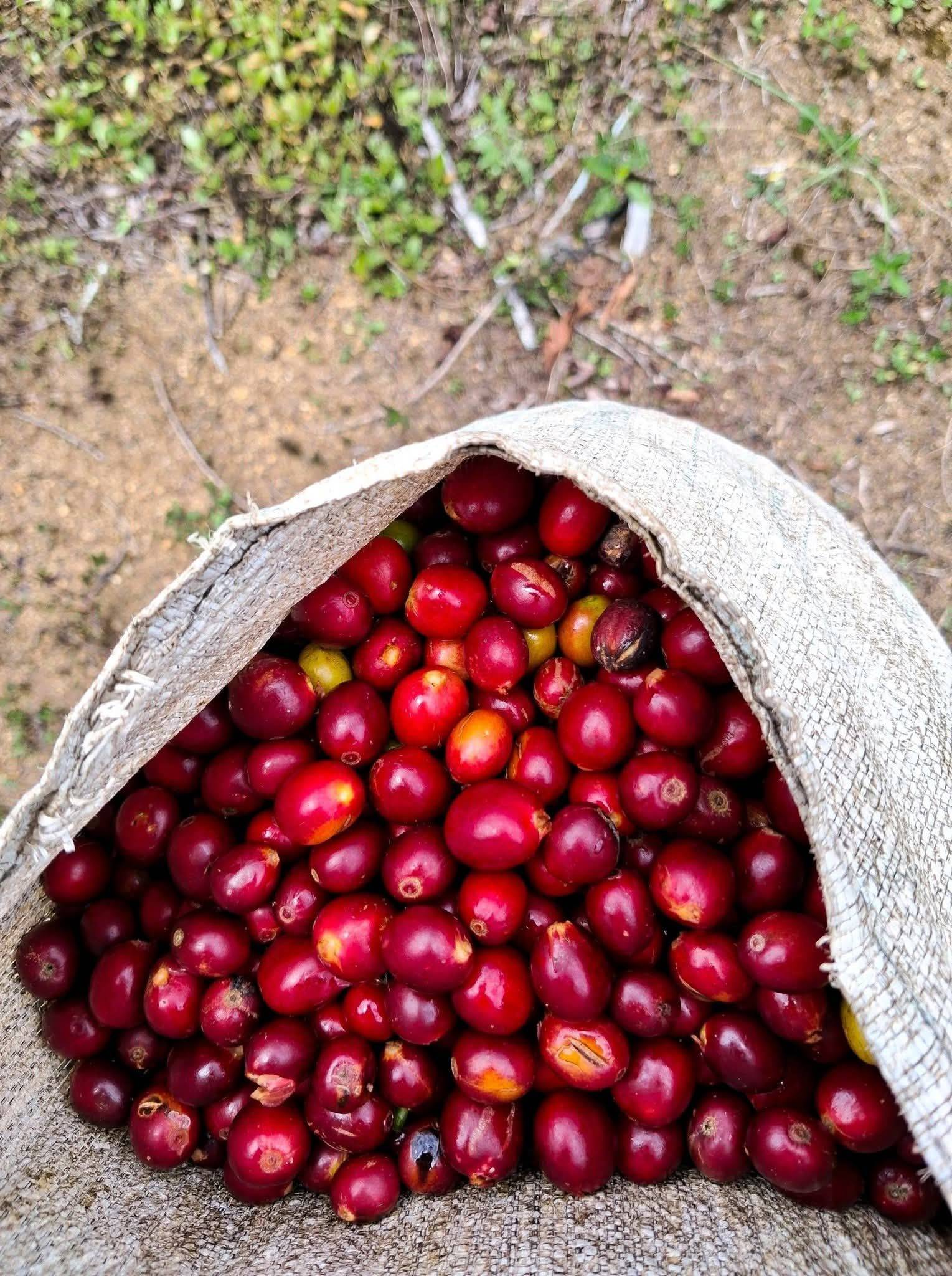 Raos Kopi Indonesia coffee producer network in Java