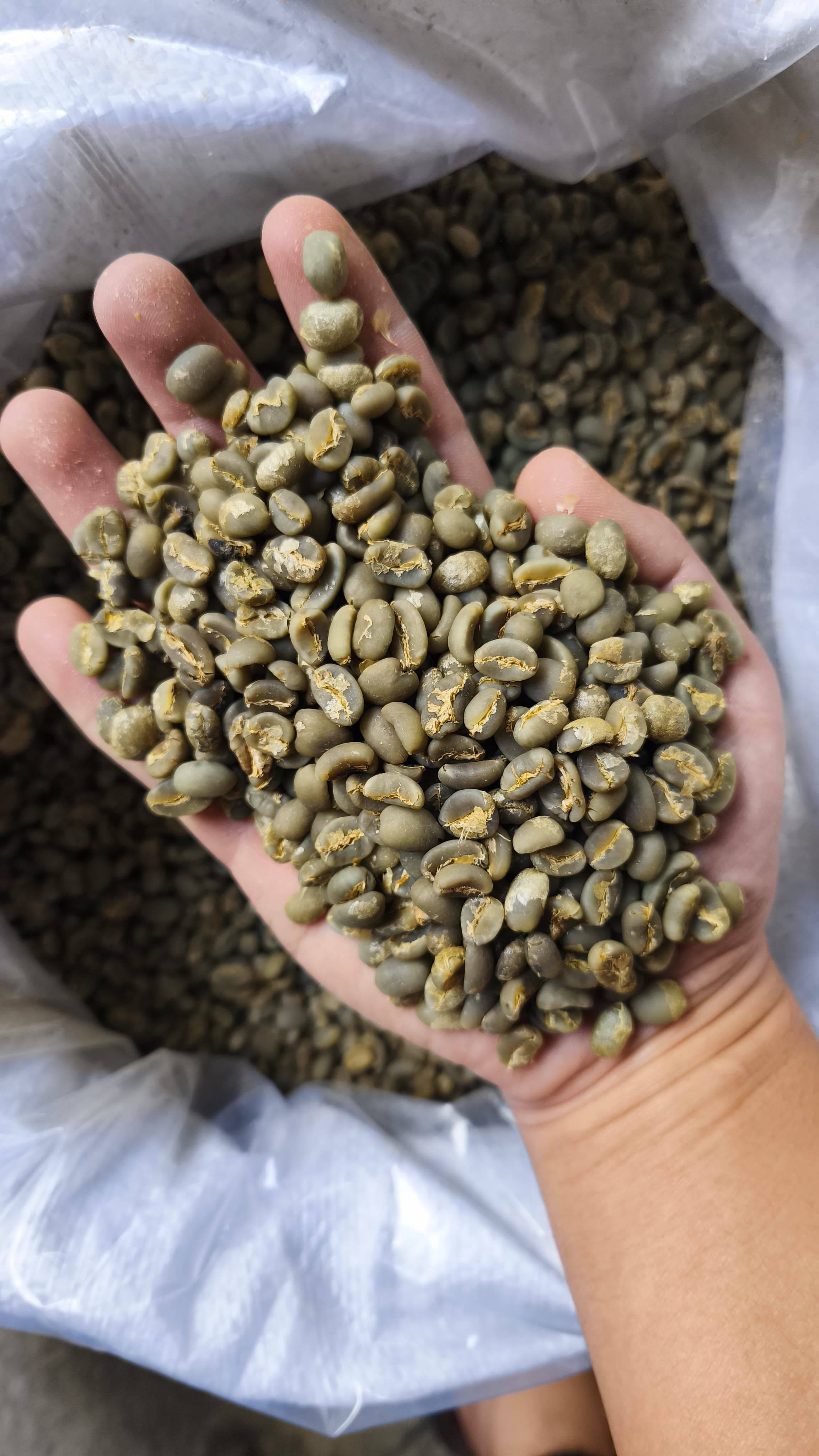 Arabica, Robusta and Liberica coffee from RKI Farm in Indonesia