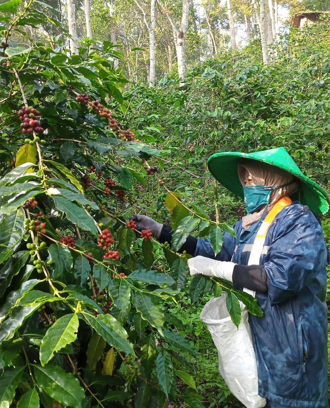 Bourbon, Caturra, Typica, Catimor and S795 coffee from RKI Farm