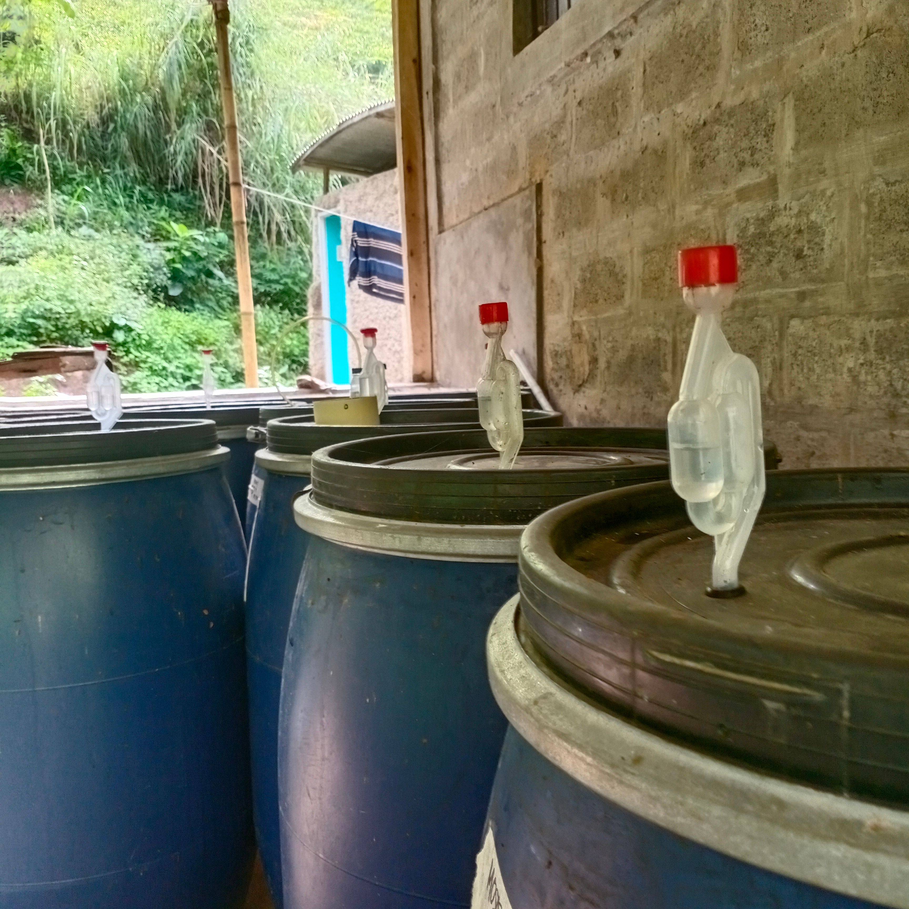 Hand-picked coffee from RKI Farm in West Java